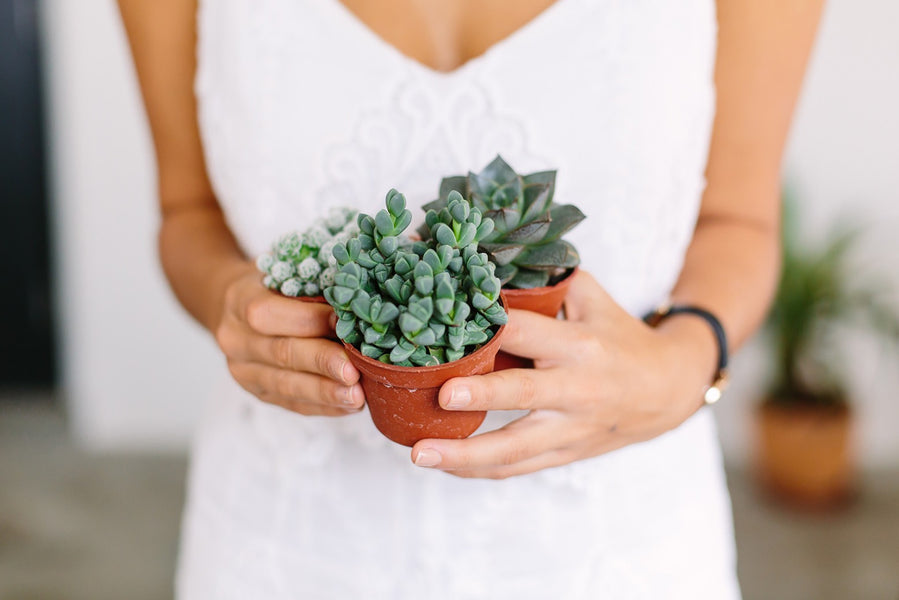 Signs of an Un-Healthy Succulent and How to Revive