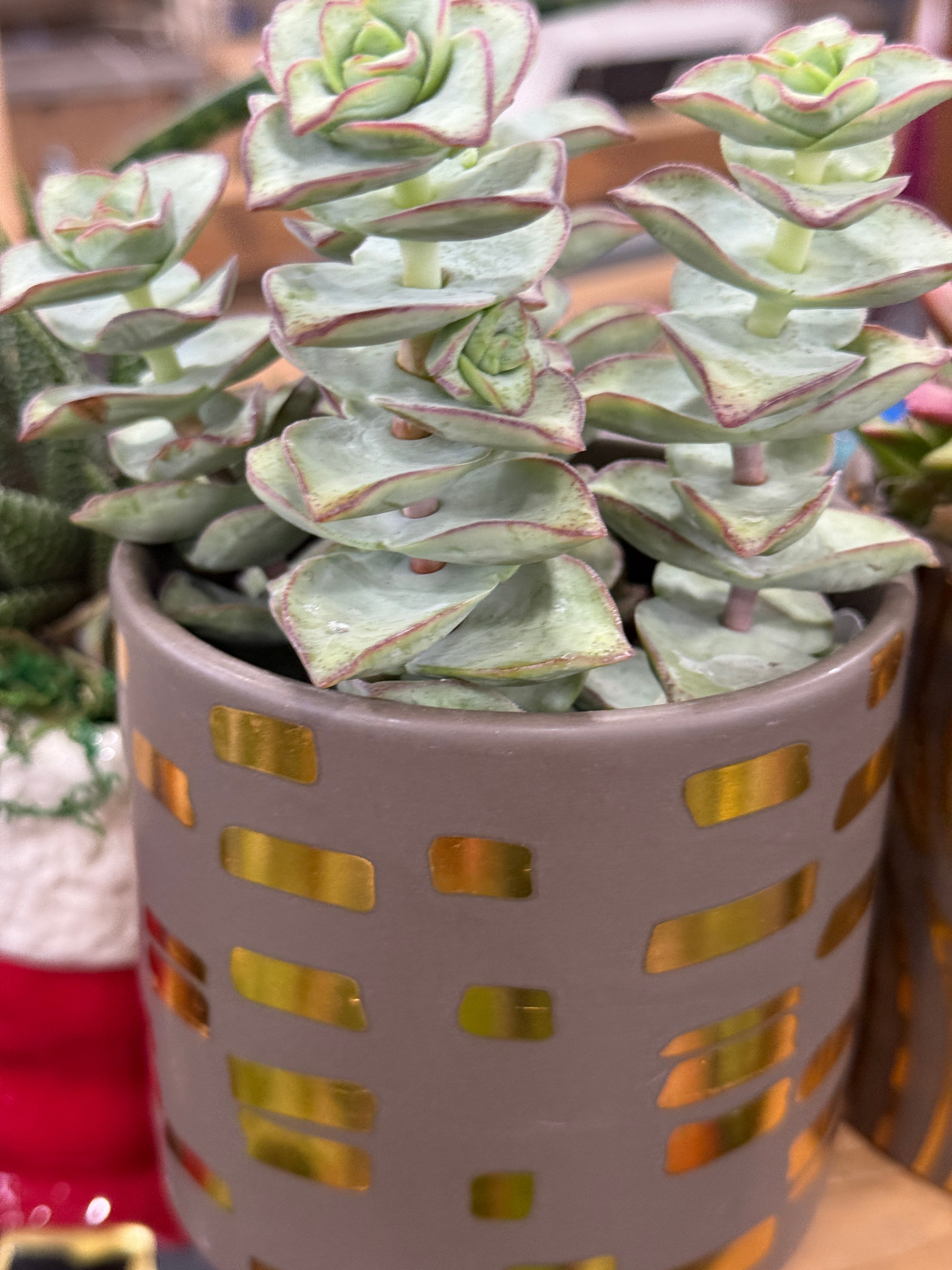 4 Boho Succulent Planter Assorted Variety
