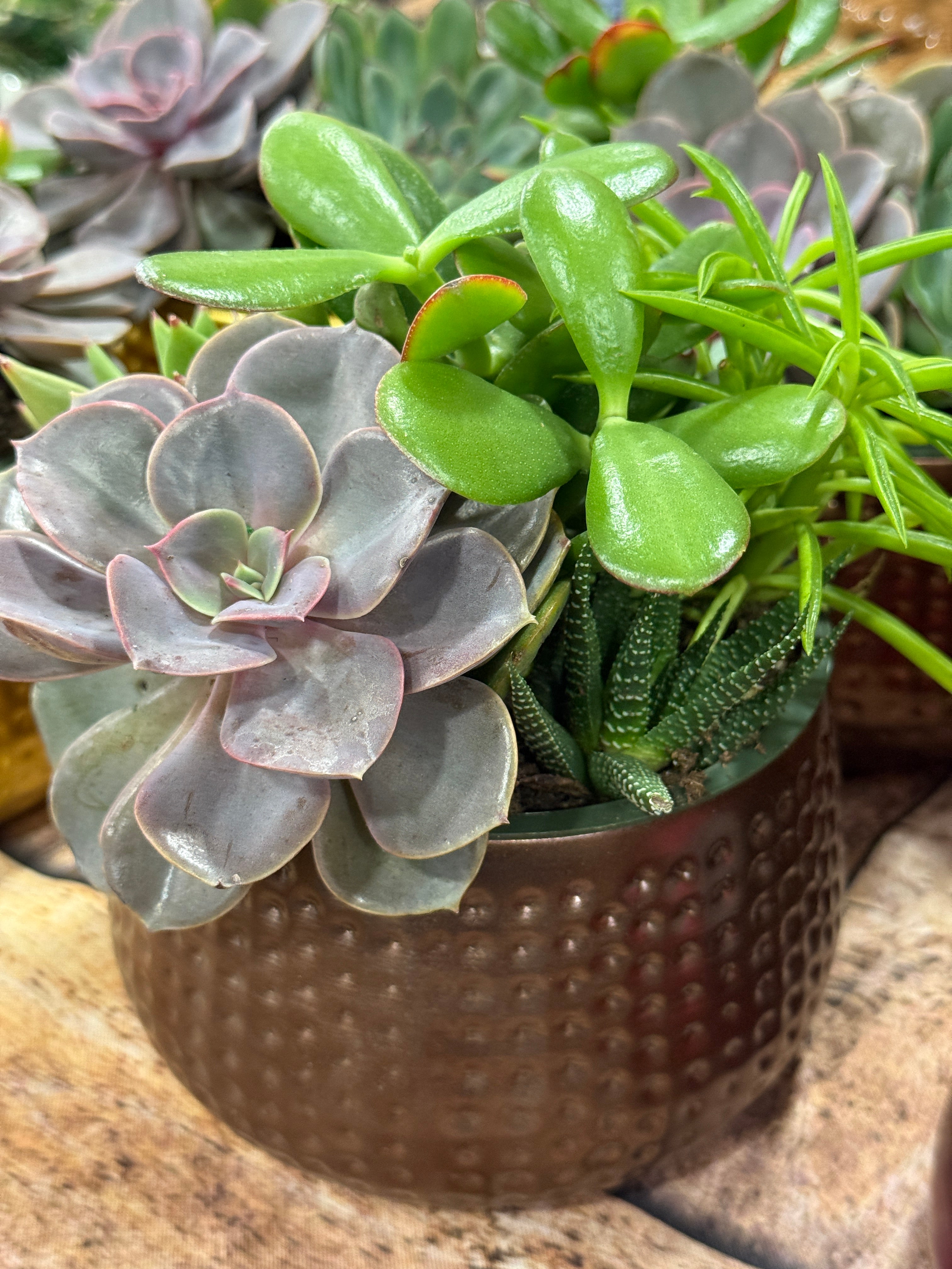 succulent plant dish Chocolate Brown Succulent Garden Dish 6”