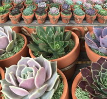 Load image into Gallery viewer, Succulent Party Favors - Includes Terra Cotta Pot
