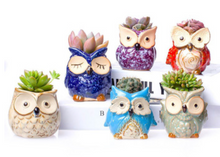 Load image into Gallery viewer, Plant Buddies (Owls) - 6 Pack with succulents! SAVE $

