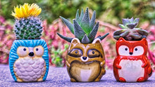 Load image into Gallery viewer, Plant Buddies (Barnyard Animals) - 6 Pack with succulents! SAVE $
