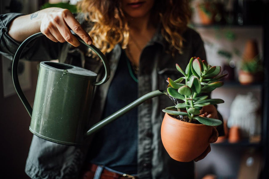 Watering Schedule for your Terrarium