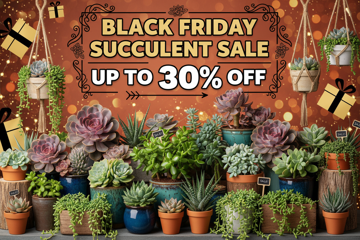 Black Friday Succulents & Gifts Weekend Sale Through Monday Dec 1