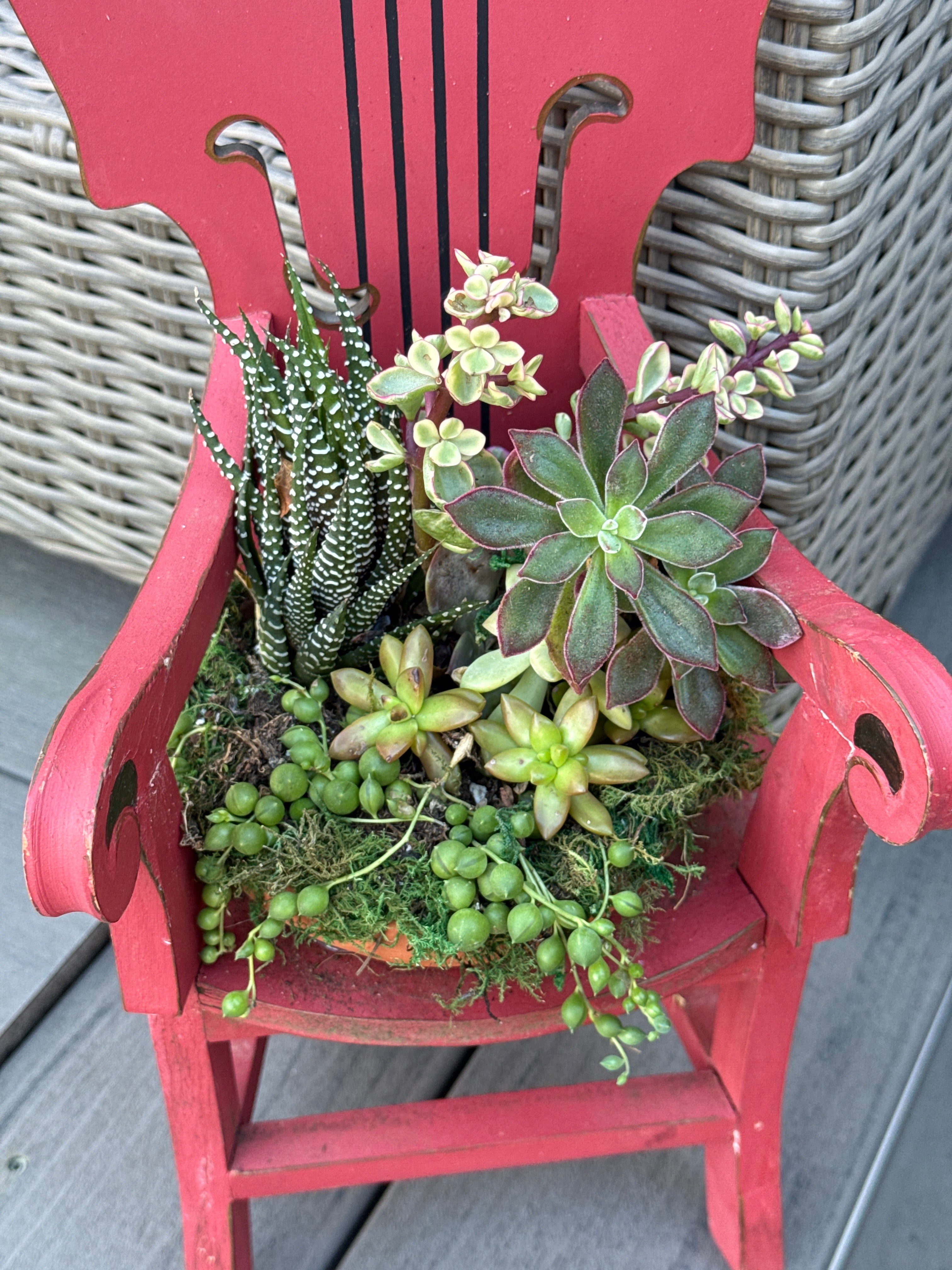 Musical Instrument Mini Chair succulent arrangement
