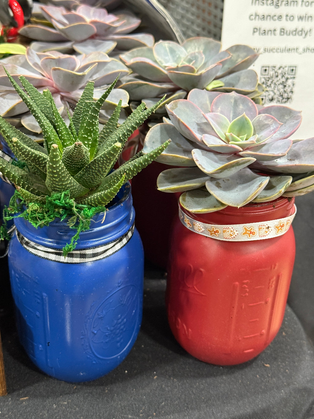 Assorted Ball Mason Jar & Succulent Echeveria Von Pearl 4”