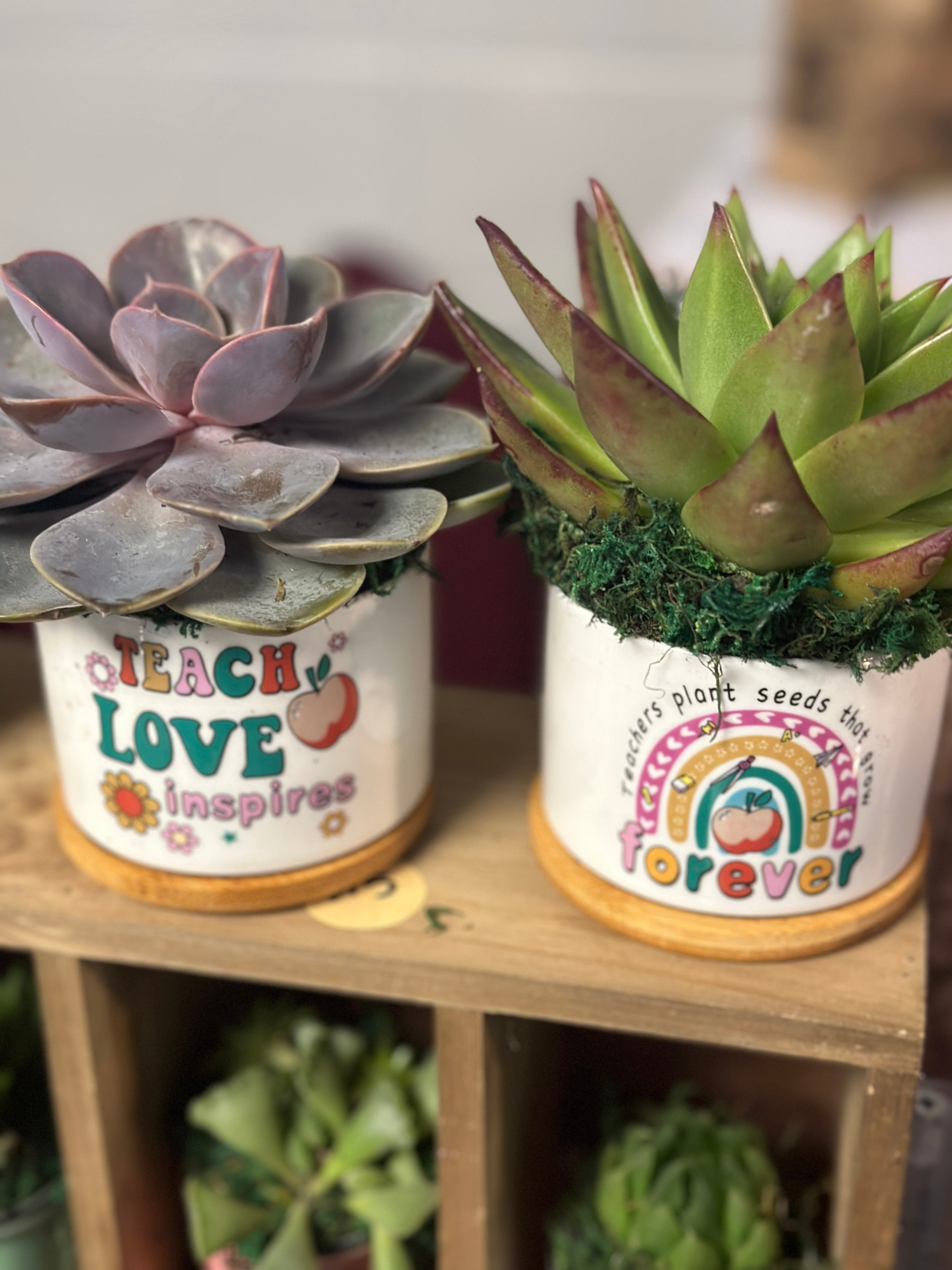 succulent planter gift Teacher Gift 4” Succulent