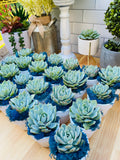 Uniform Succulent Favor