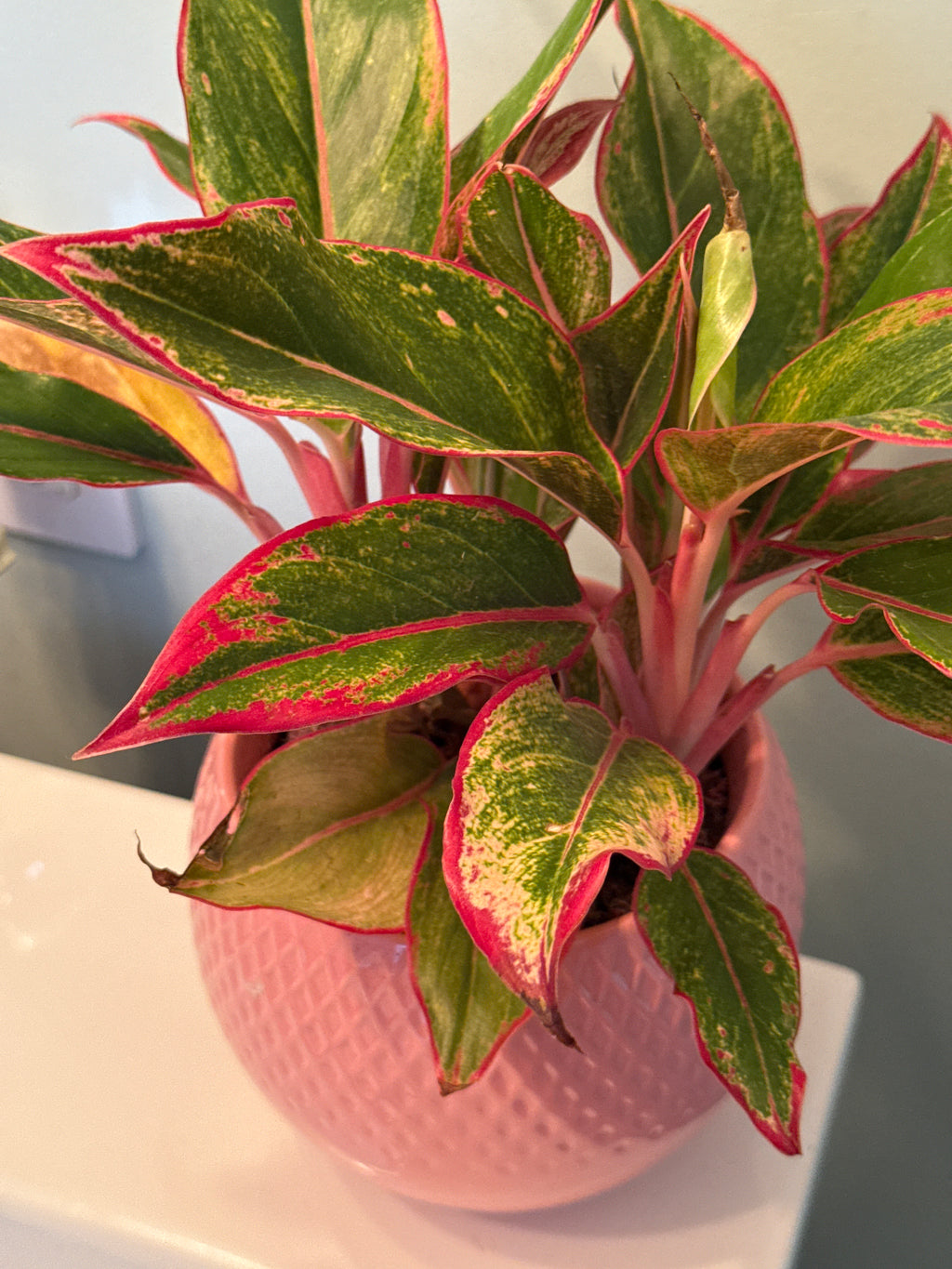 House Plant- Pink Chinese Evergreen in a pink ceramic pot