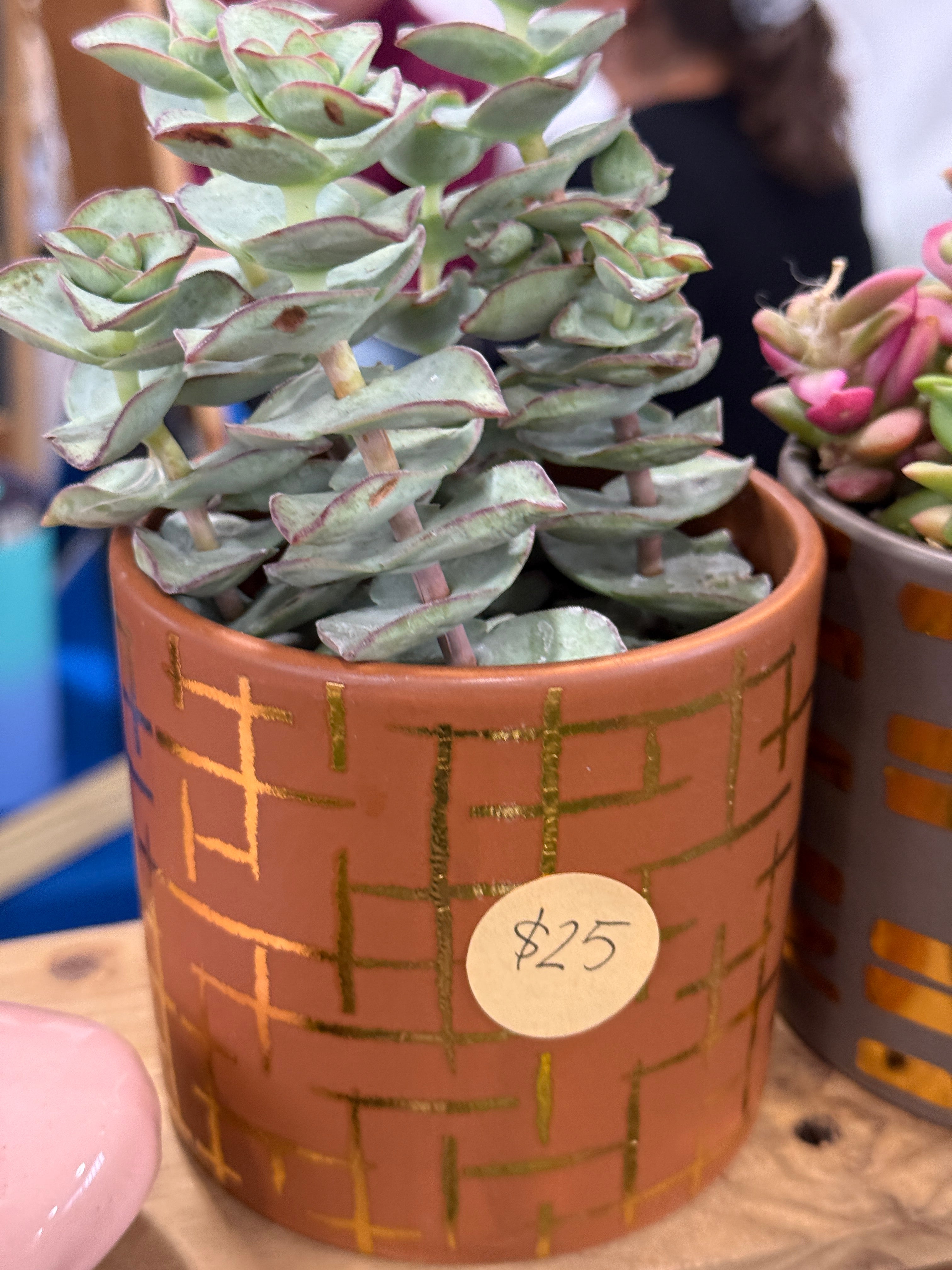 4” Boho Succulent Planter Assorted Variety