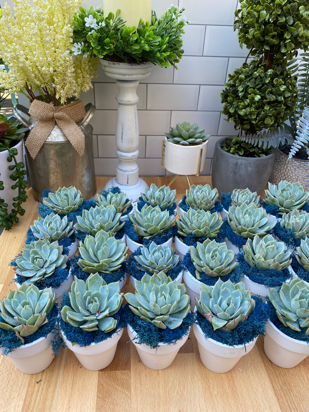 Uniform Succulent Favor