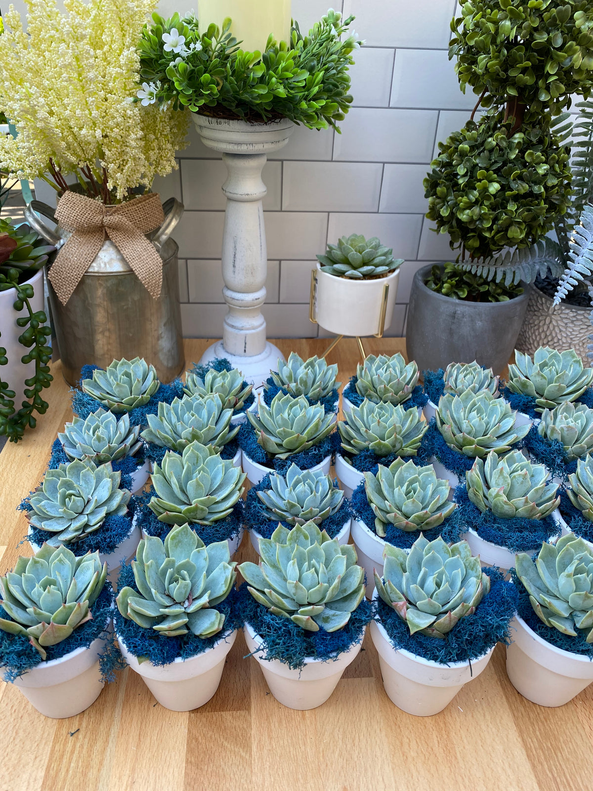 Uniform Succulent Favor