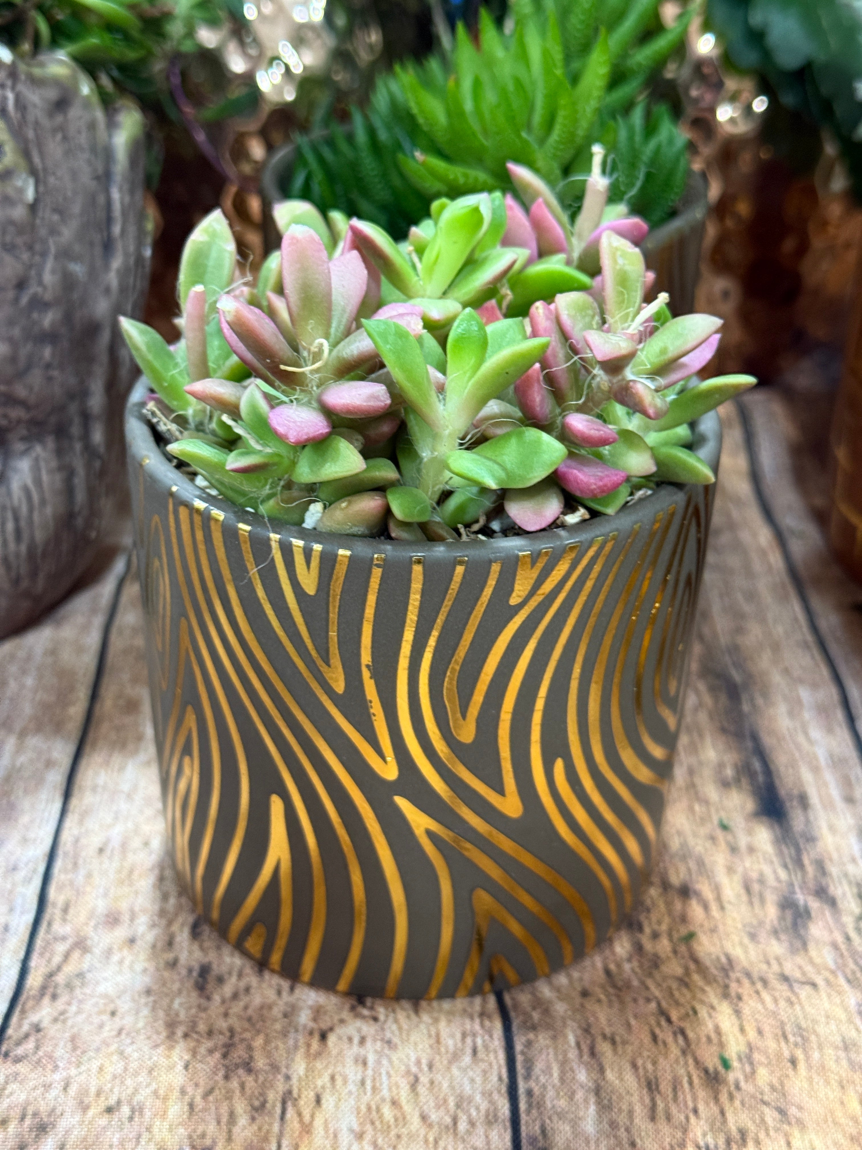4 in succulent pot 4” Boho Succulent Planter Assorted Variety