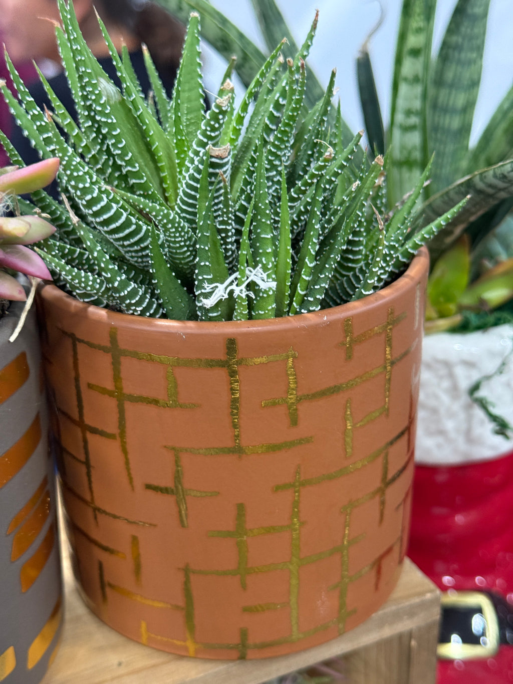 4” Boho Succulent Planter Assorted Variety