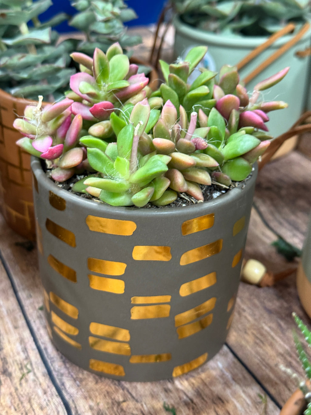 4” Boho Succulent Planter Assorted Variety