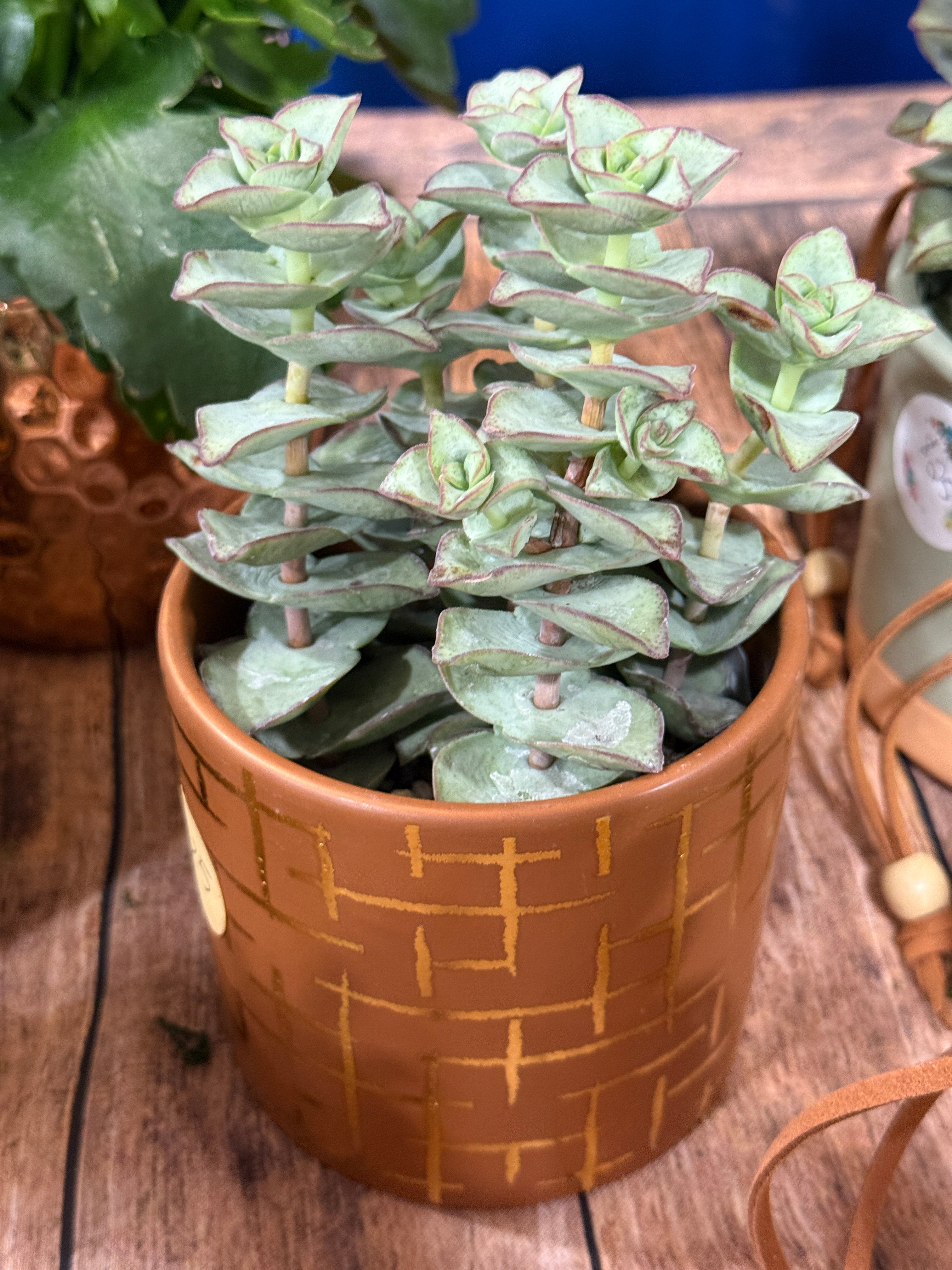 4” Boho Succulent Planter Assorted Variety