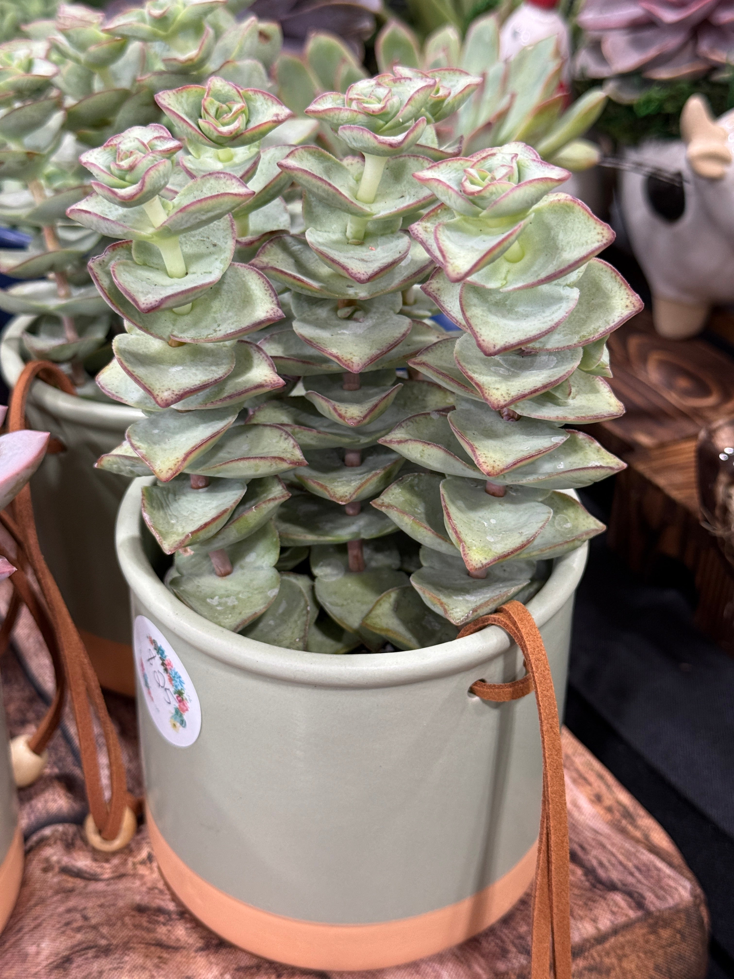 Crassula 5” Succulent Sage Green Ceramic Pot