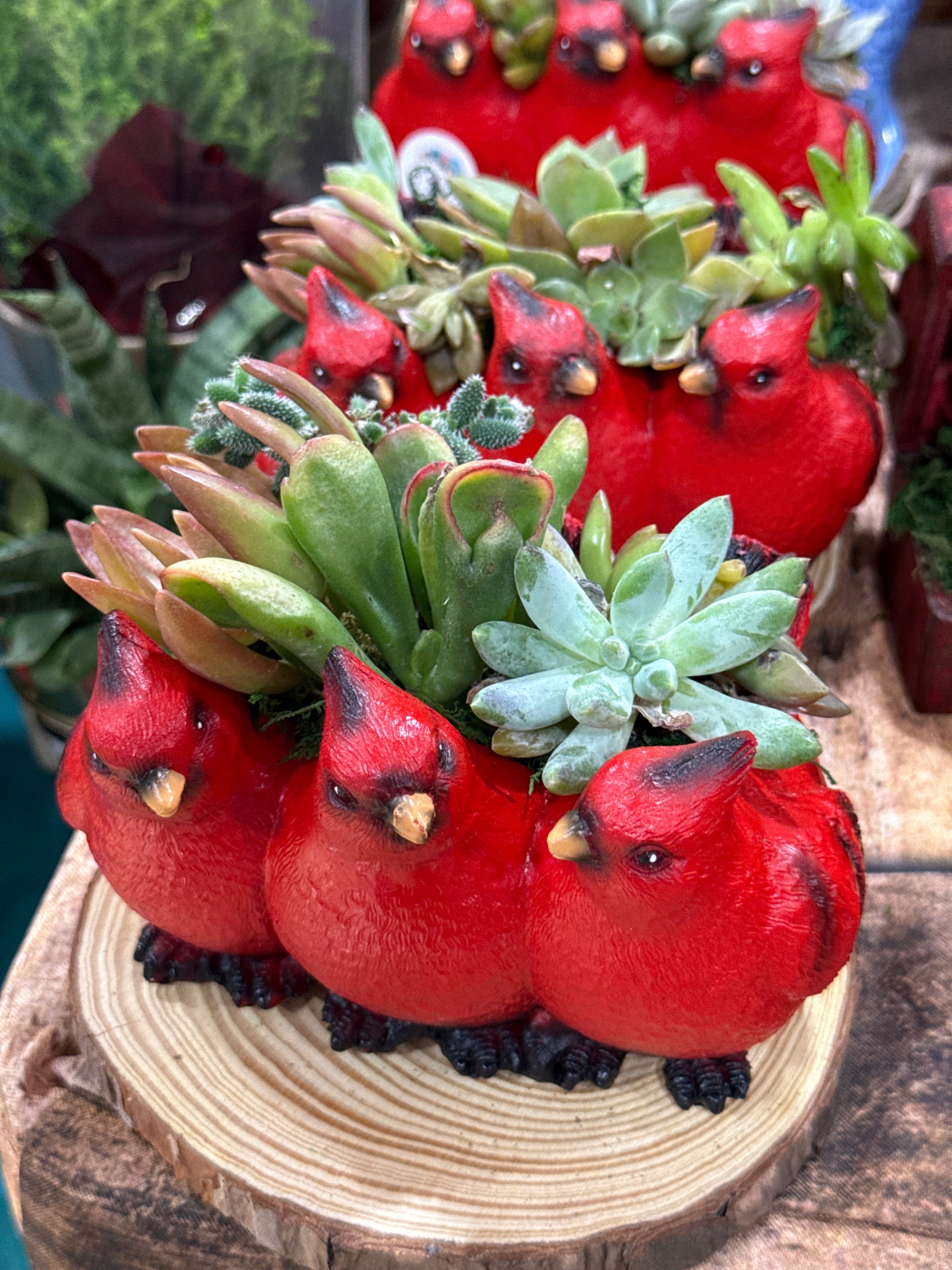 Cardinals on a Birch Slice Succulent Arrangement
