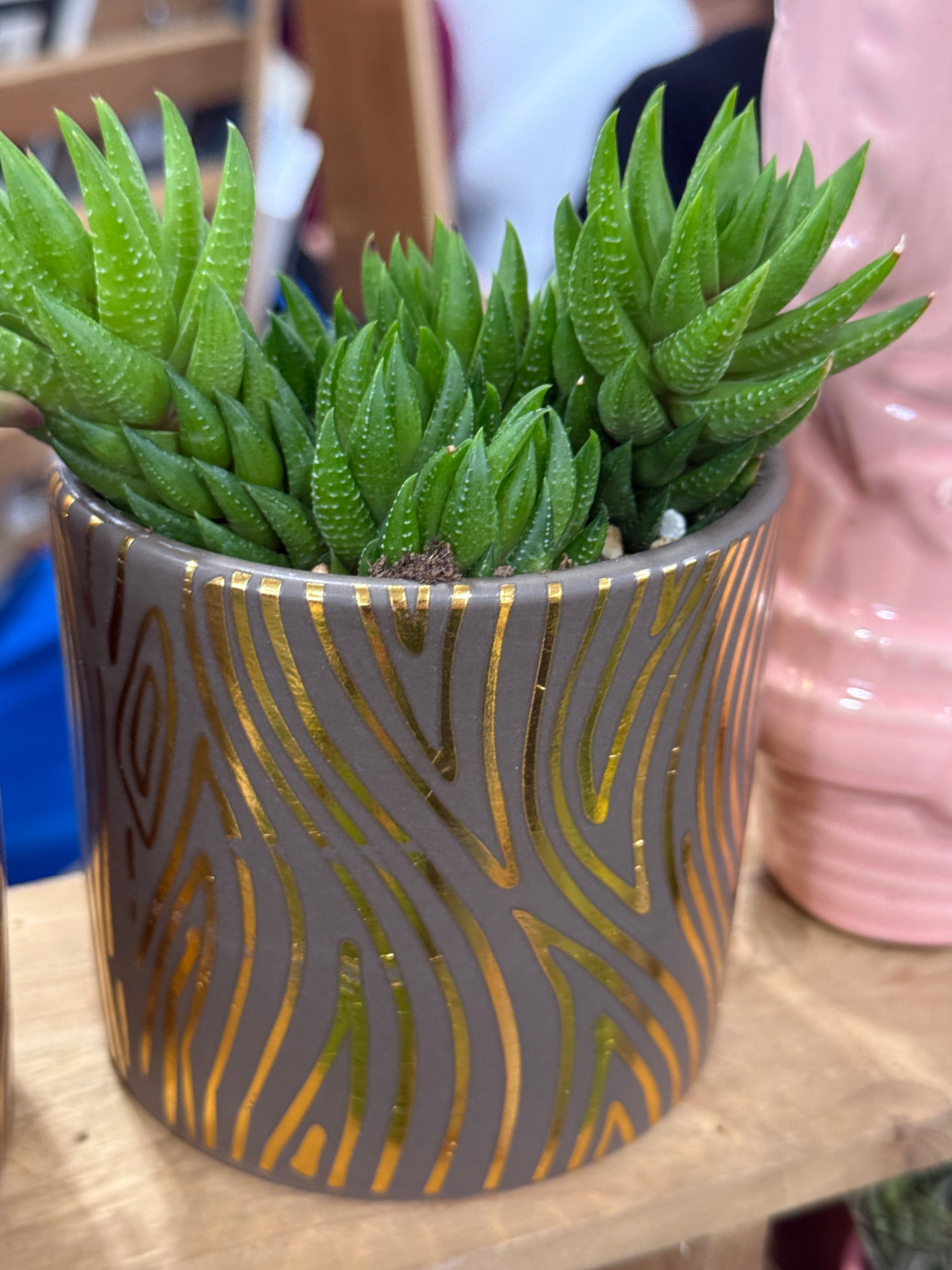 assorted succulent pot 4” Boho Succulent Planter Assorted Variety