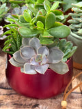 Red Ceramic Succulent Garden Dish 6”