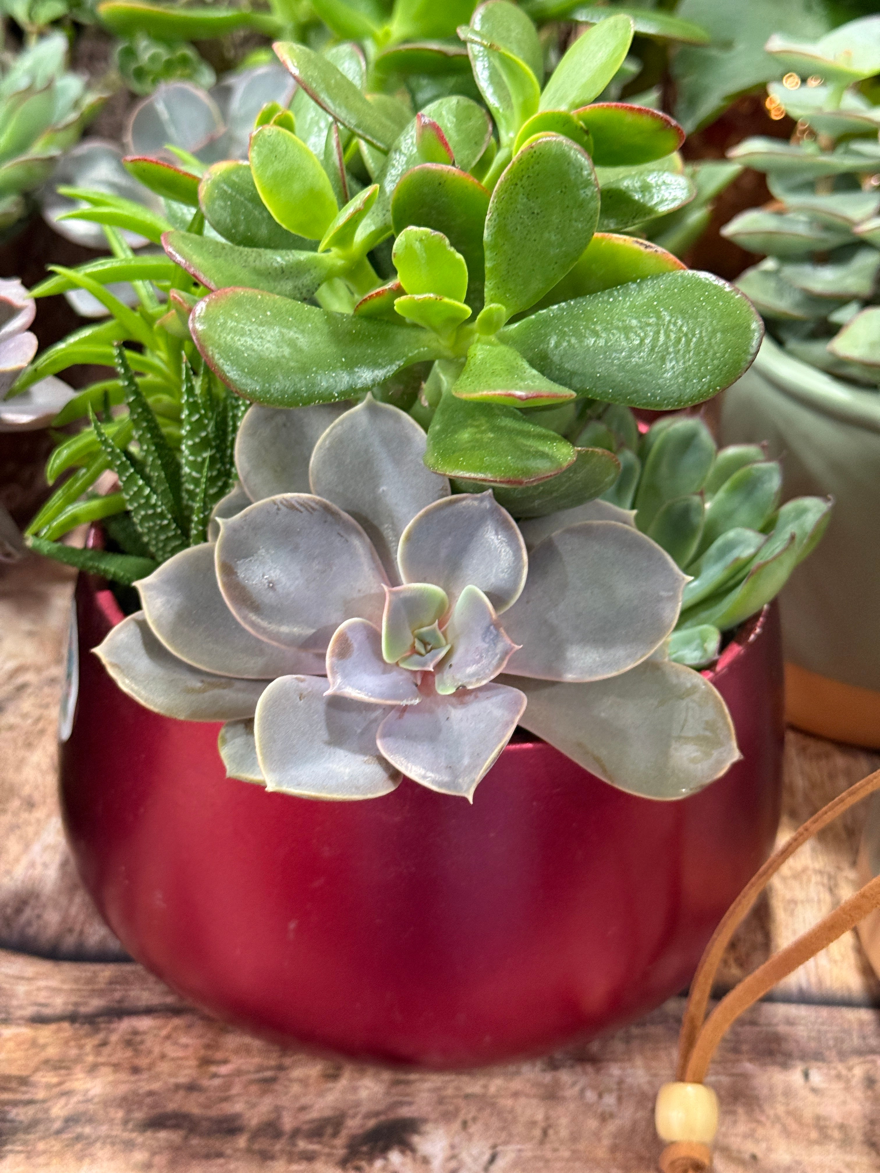 Red Ceramic Succulent Garden Dish 6”
