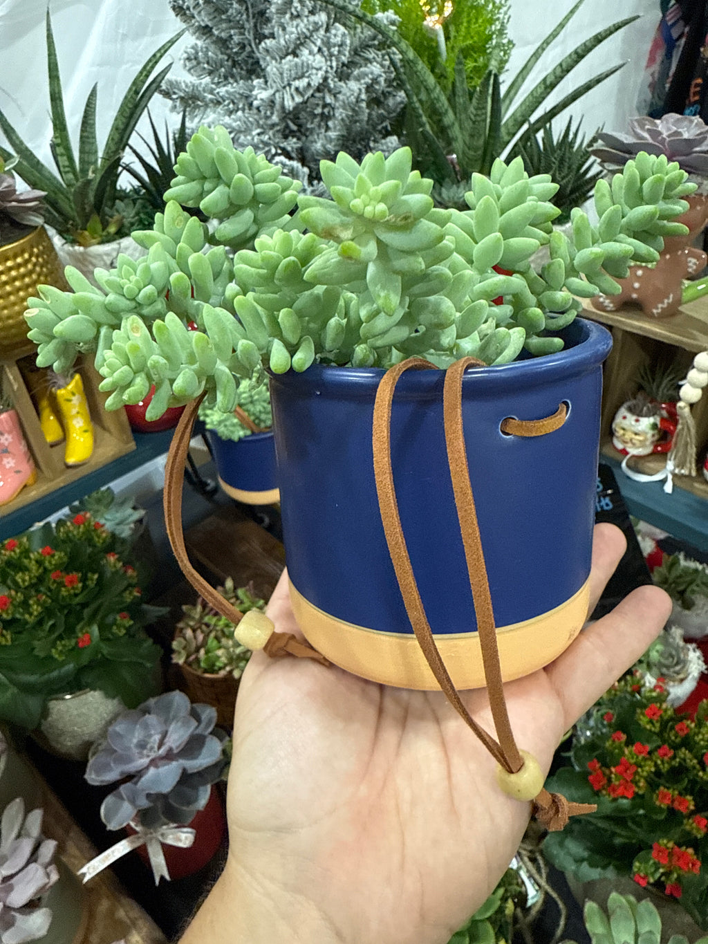 Donkey Tail 5” Succulent in a Navy Blue Ceramic Pot
