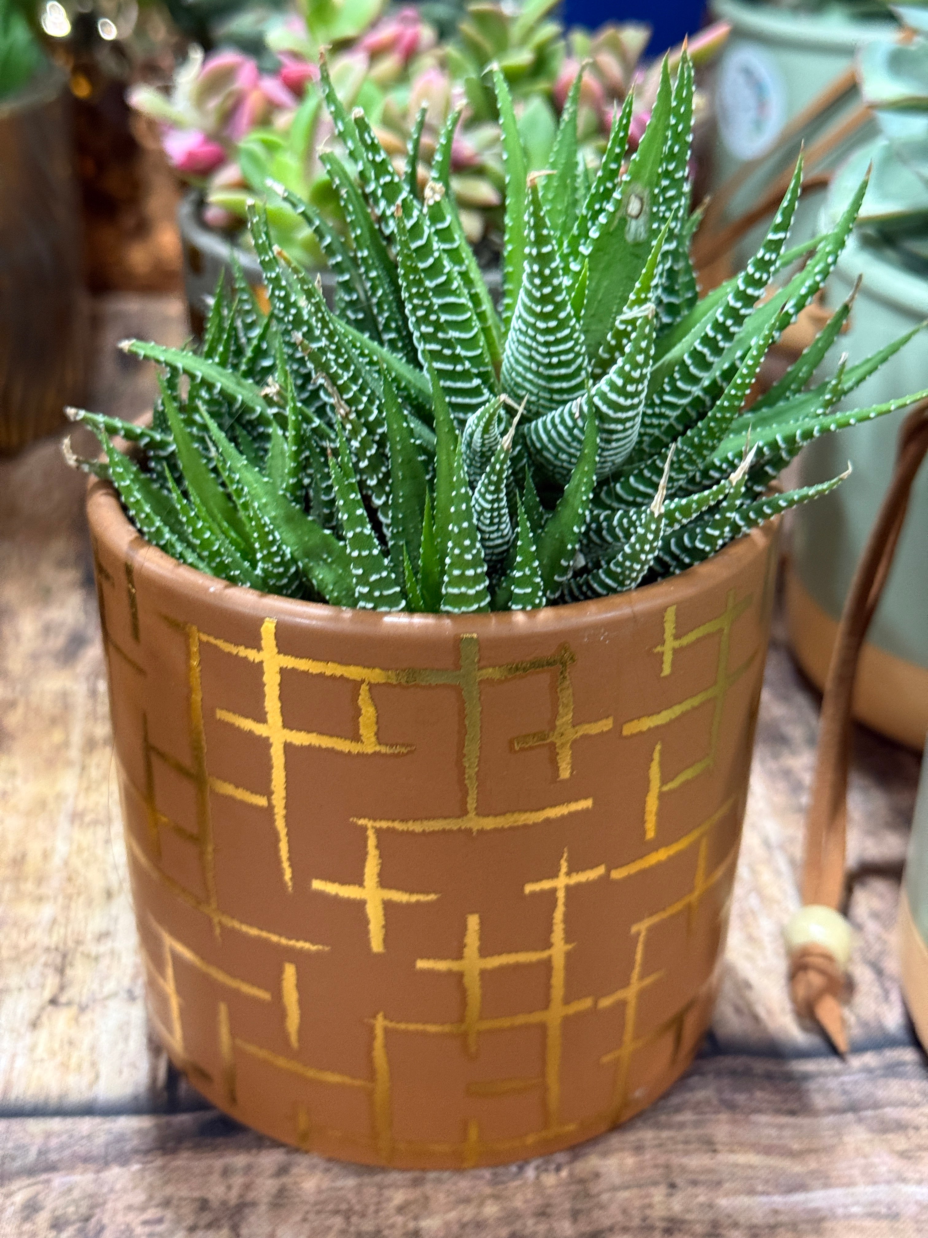boho succulent planter 4” Boho Succulent Planter Assorted Variety