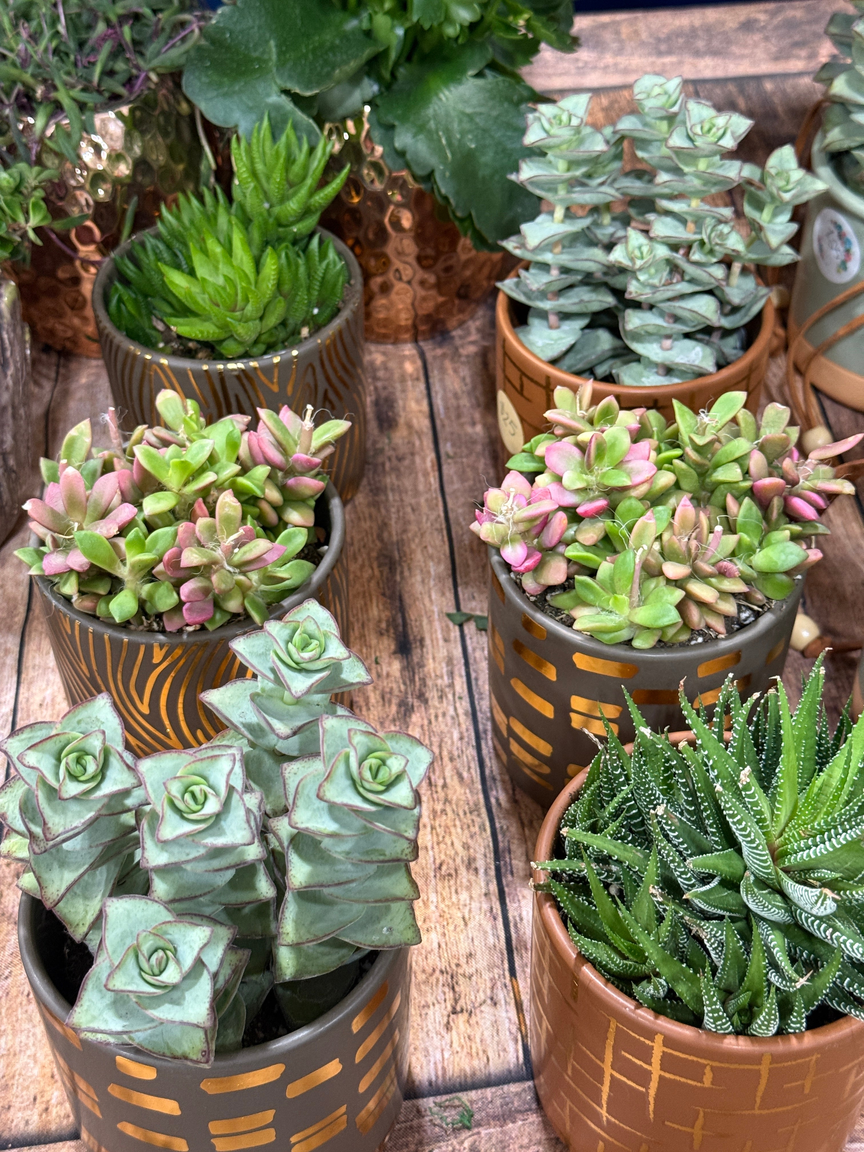 10 succulent planter 4” Boho Succulent Planter Assorted Variety