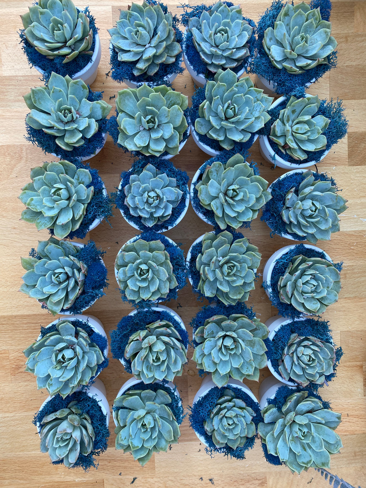 Uniform Succulent Favor