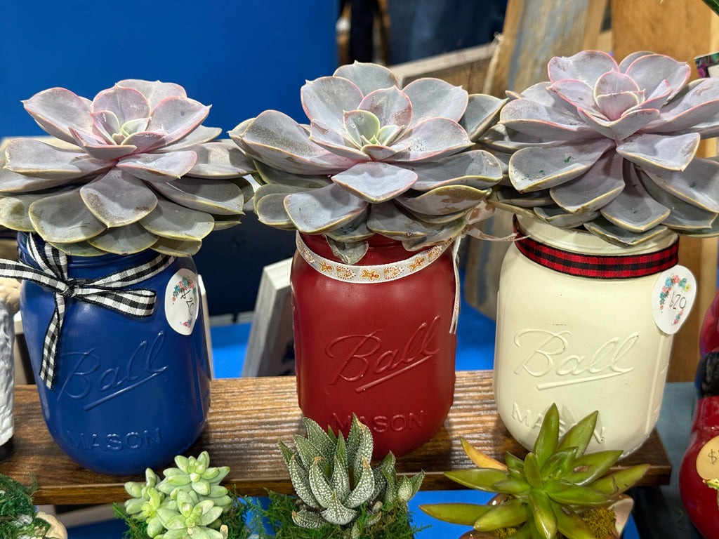 Assorted Ball Mason Jar & Succulent Echeveria Von Pearl 4”