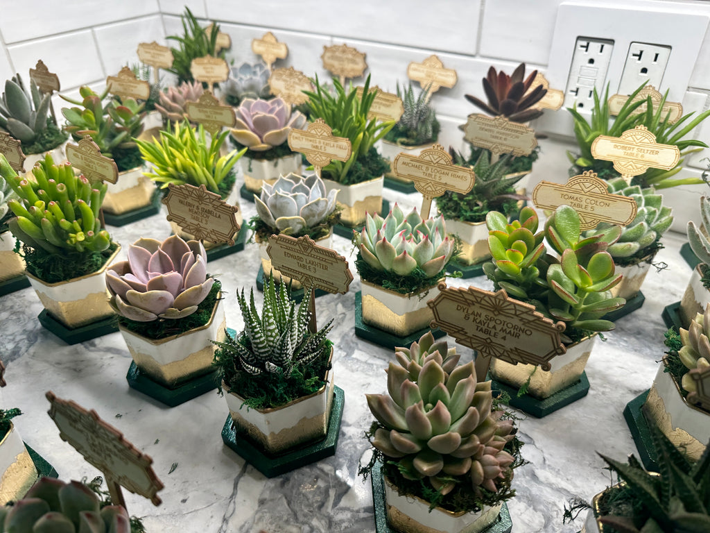 Gold Gilded and Bamboo Succulent Favors- Customizable colors- Set of 10