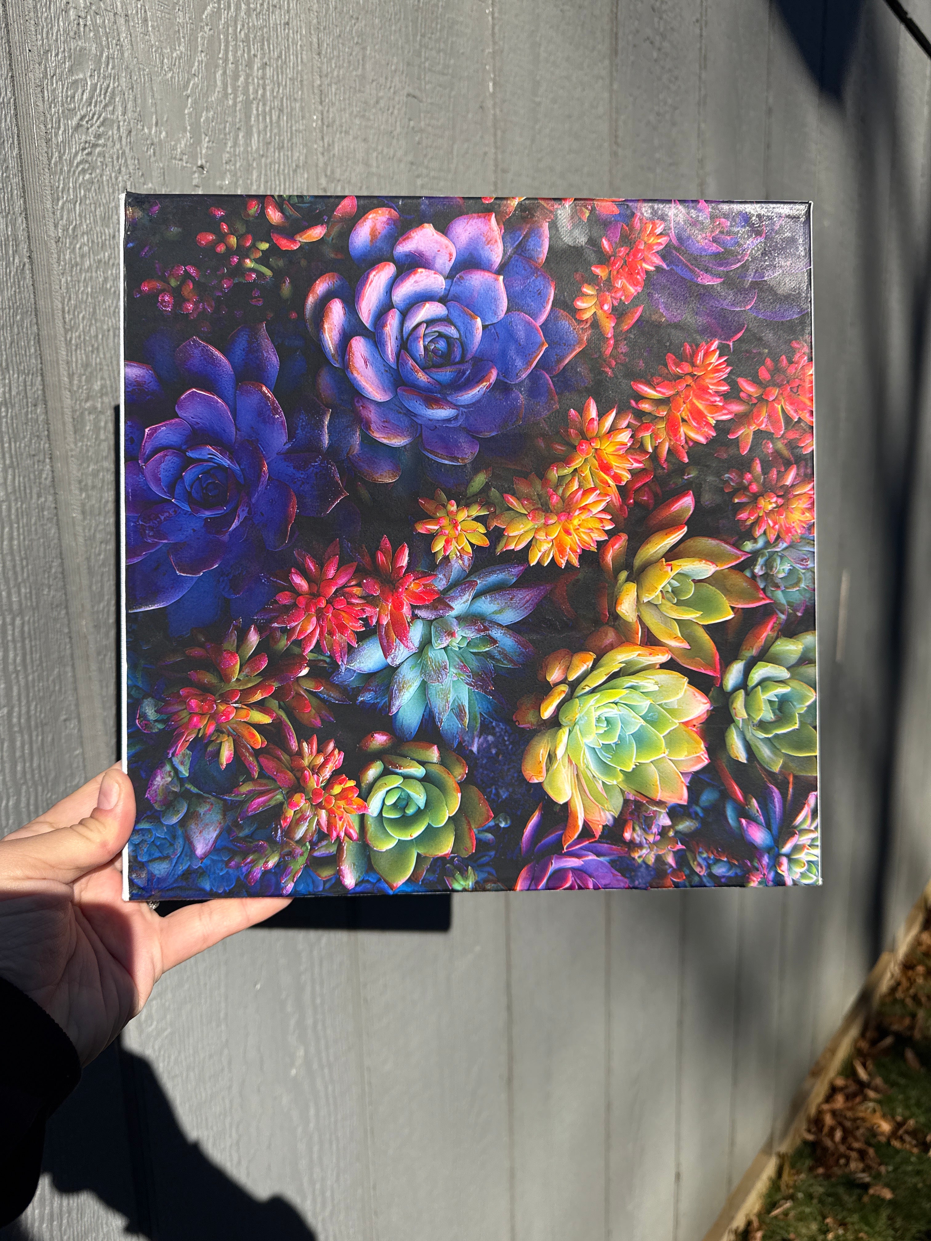 Gallery wrapped canvas, Succulent photography 10x10 wall art
