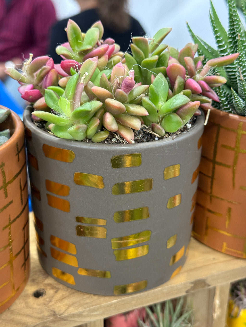 4” Boho Succulent Planter Assorted Variety