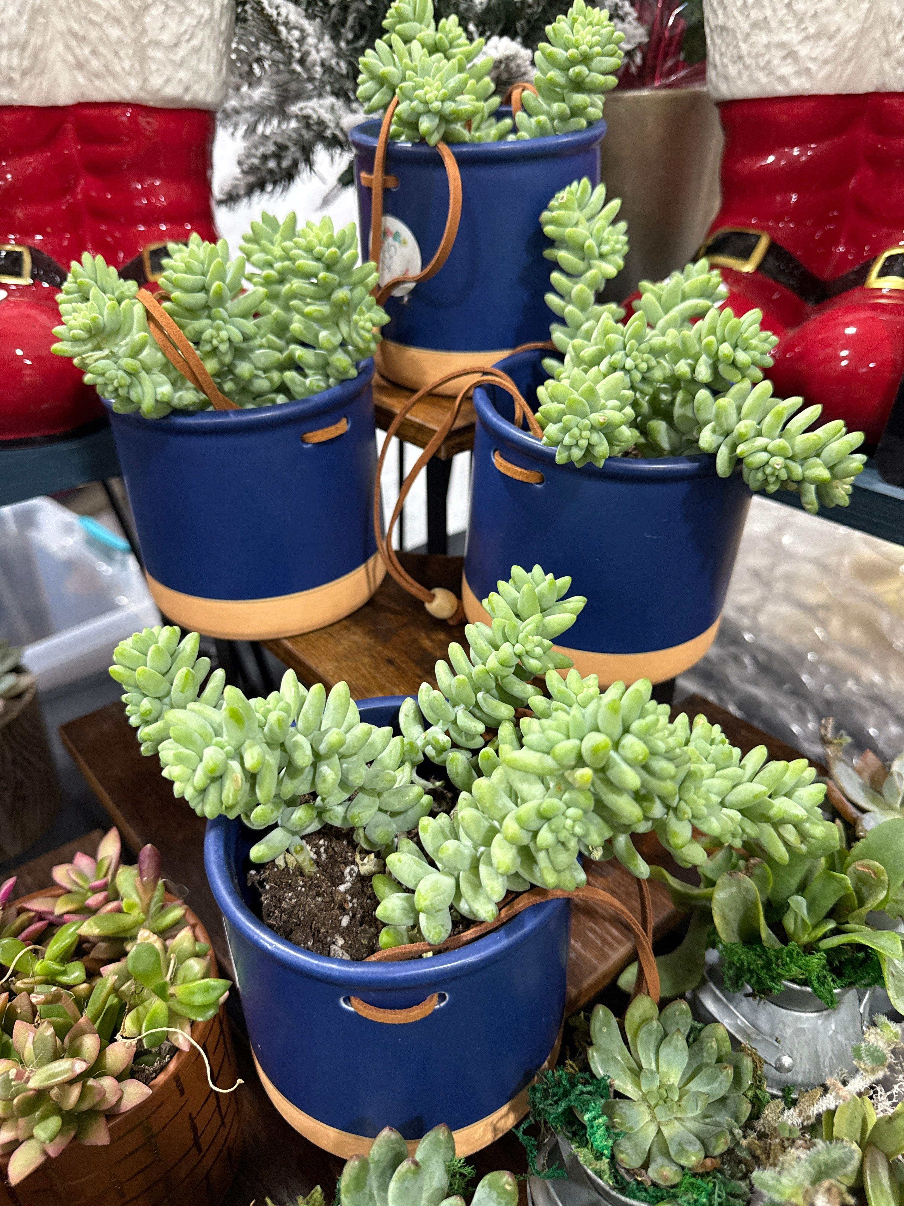 Donkey Tail 5” Succulent in a Navy Blue Ceramic Pot