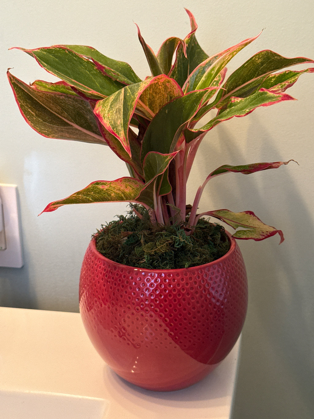 House Plant- Pink Chinese Evergreen in Burgundy ceramic pot