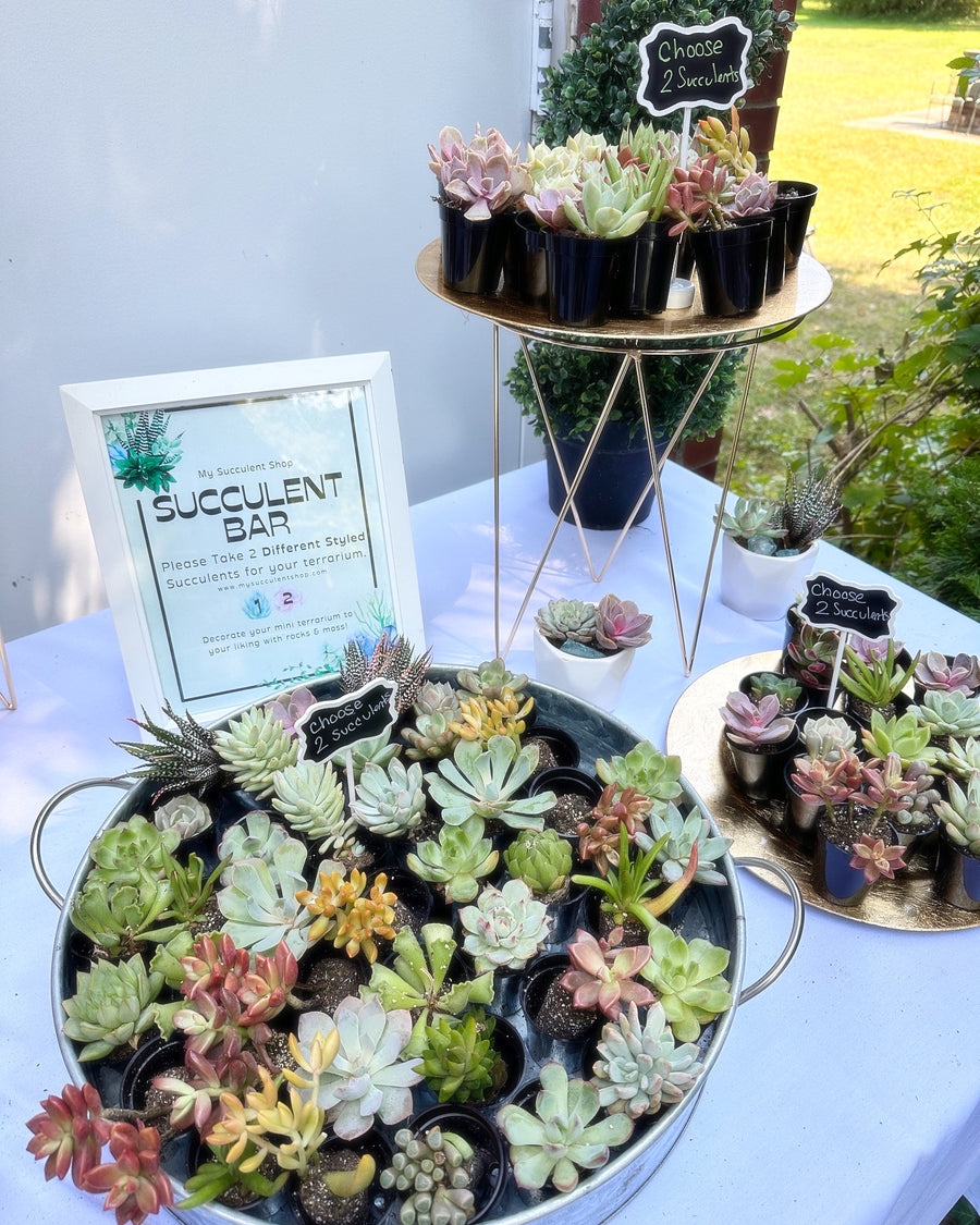 Special Event Succulent Bar