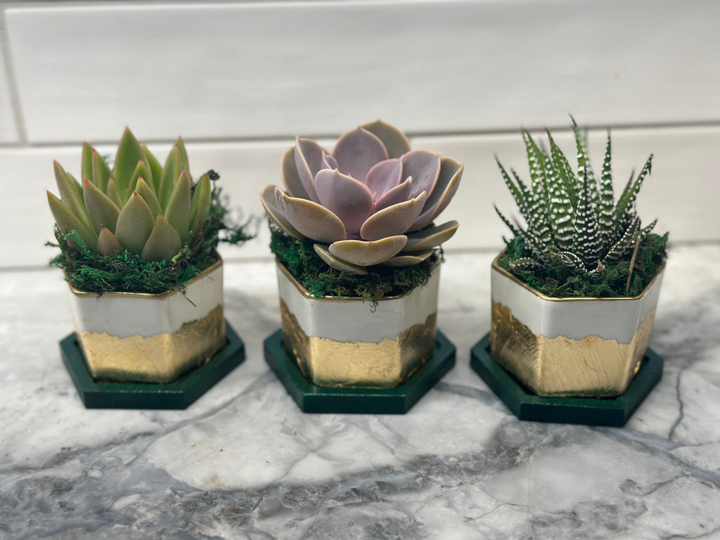 Gold Gilded and Bamboo Succulent Favors- Customizable colors- Set of 10