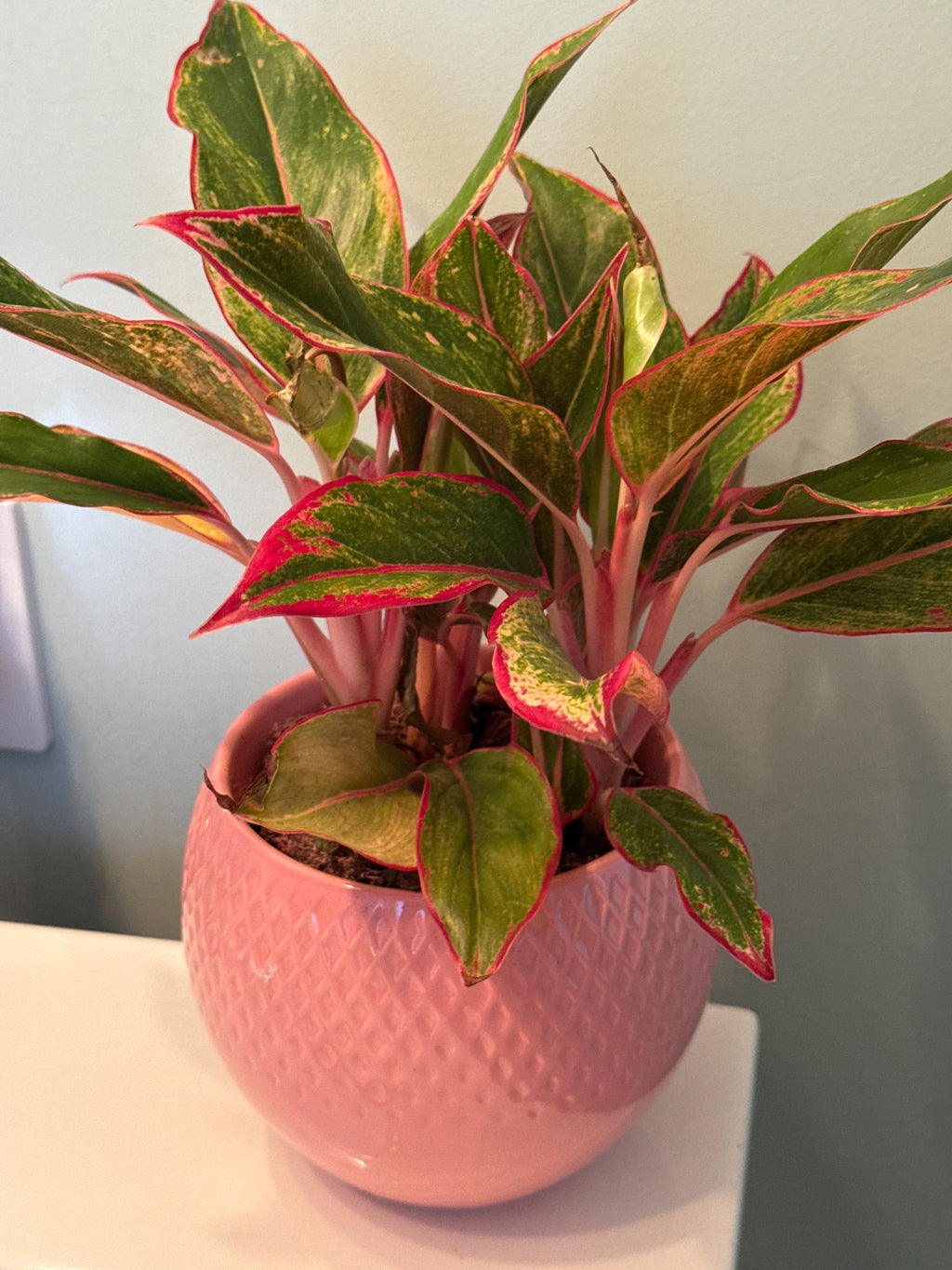 House Plant- Pink Chinese Evergreen in a pink ceramic pot