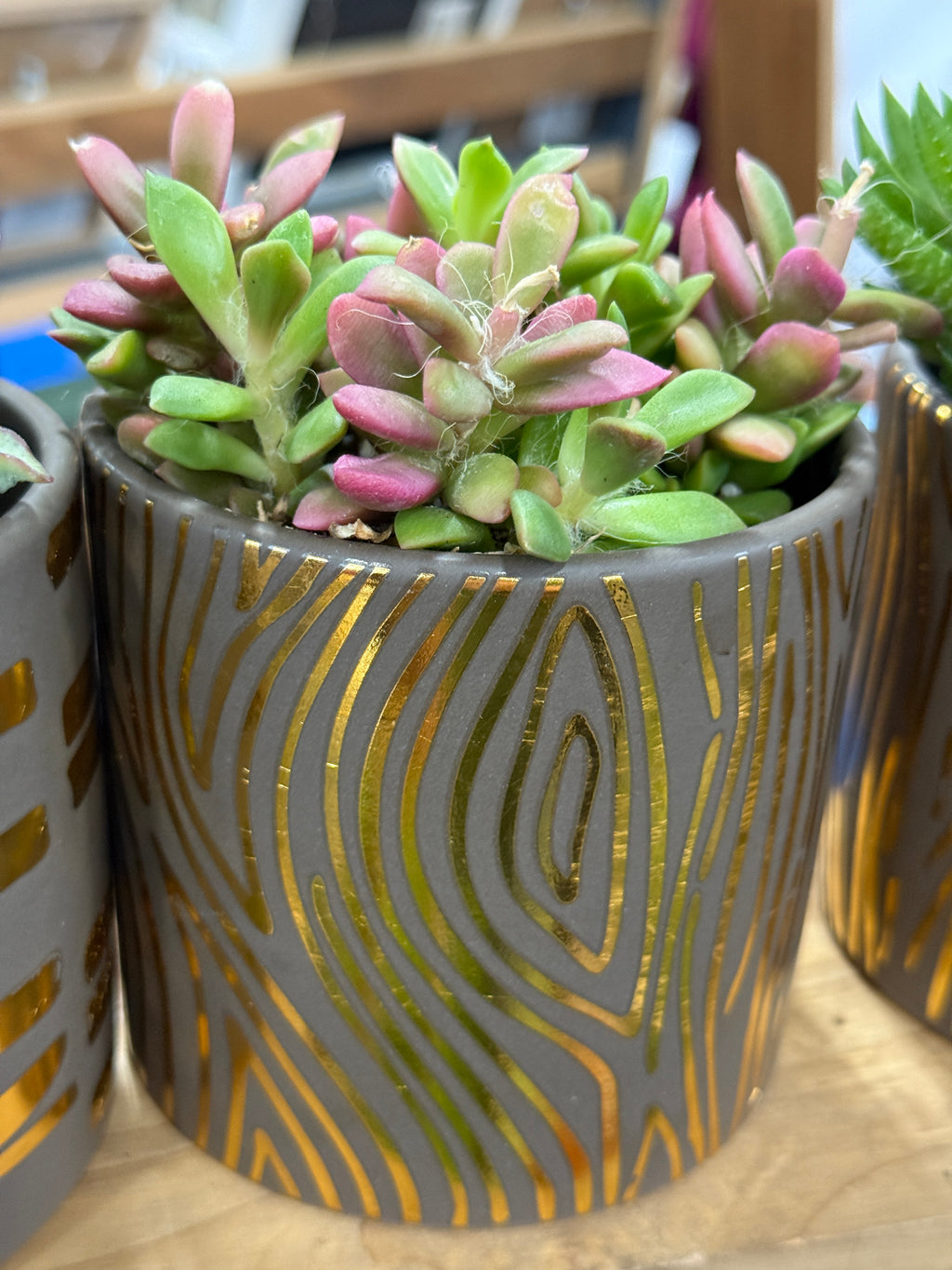 4” Boho Succulent Planter Assorted Variety