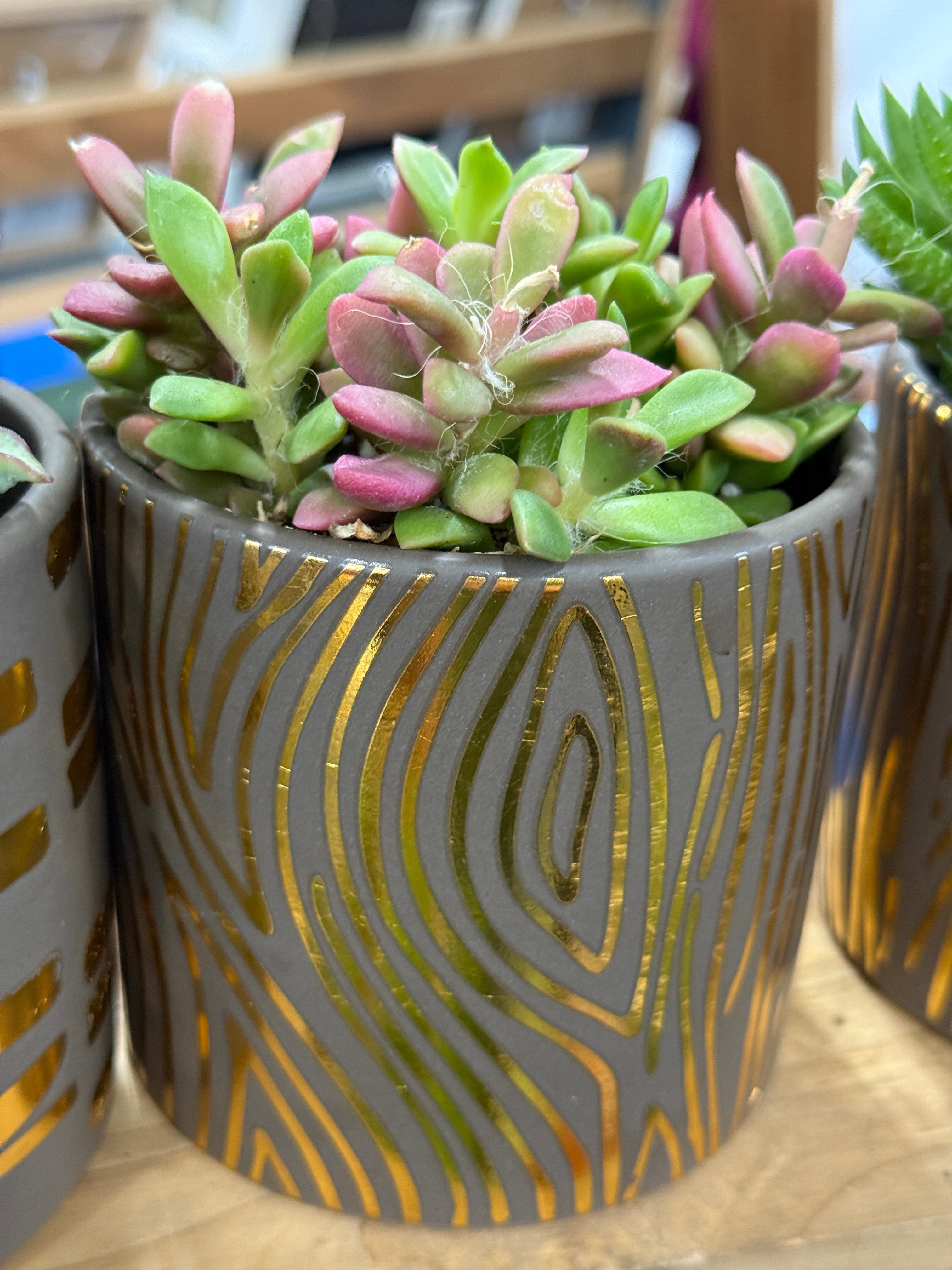 4” Boho Succulent Planter Assorted Variety