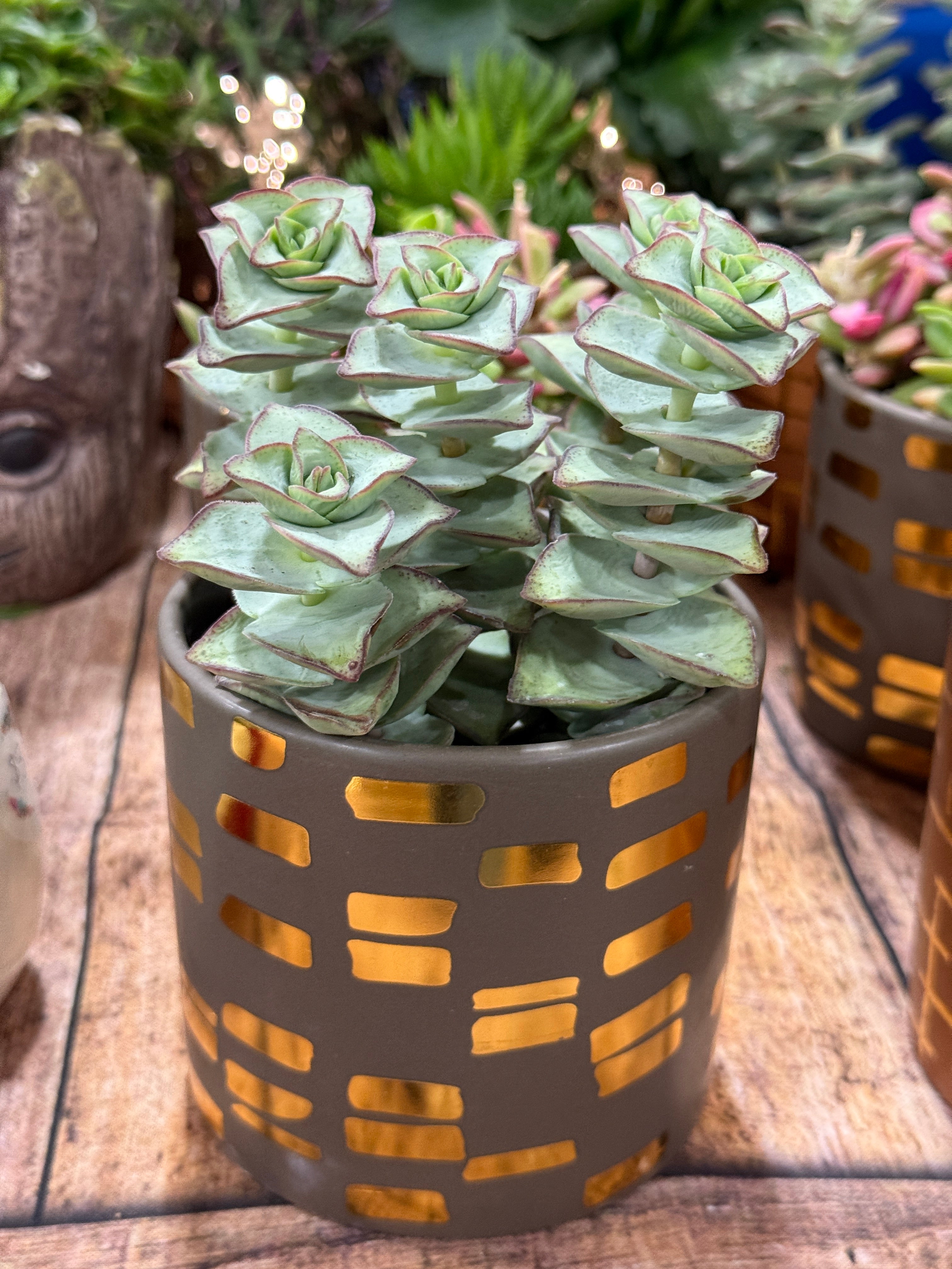 4” Boho Succulent Planter Assorted Variety