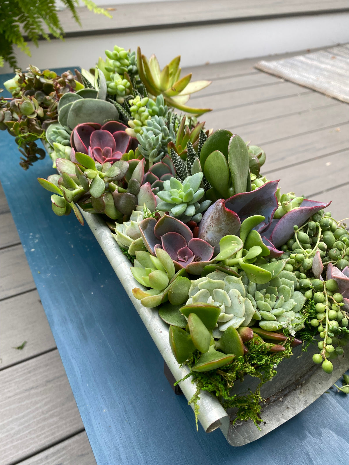 Water Trough Succulent Arrangement