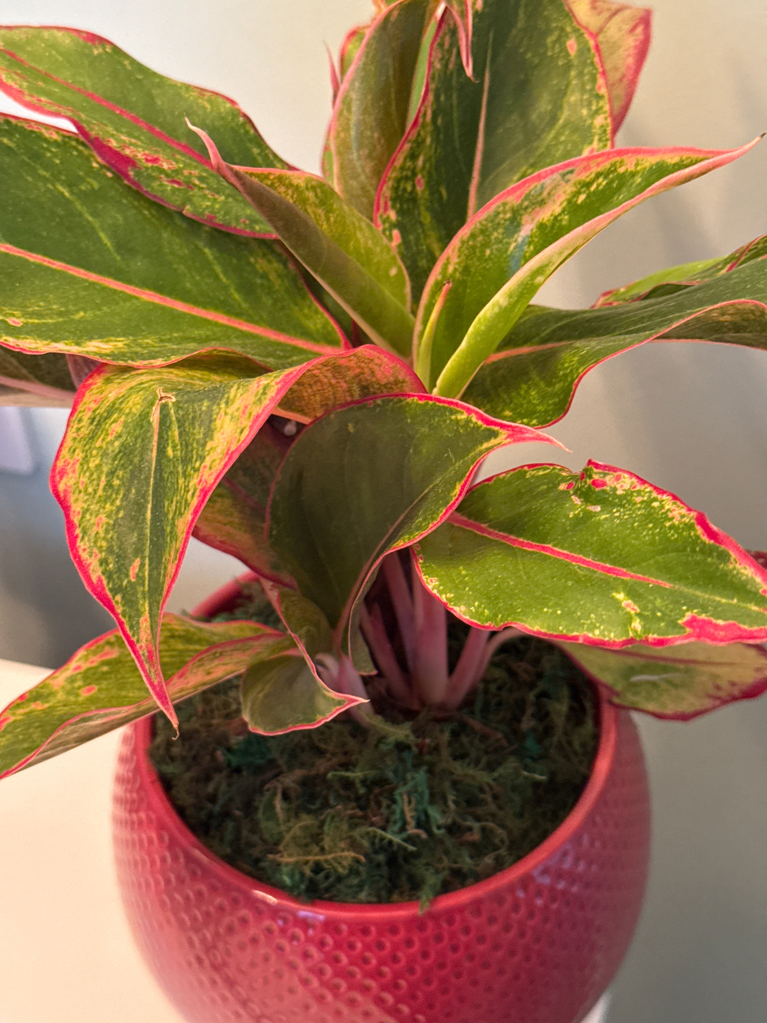 House Plant- Pink Chinese Evergreen in Burgundy ceramic pot
