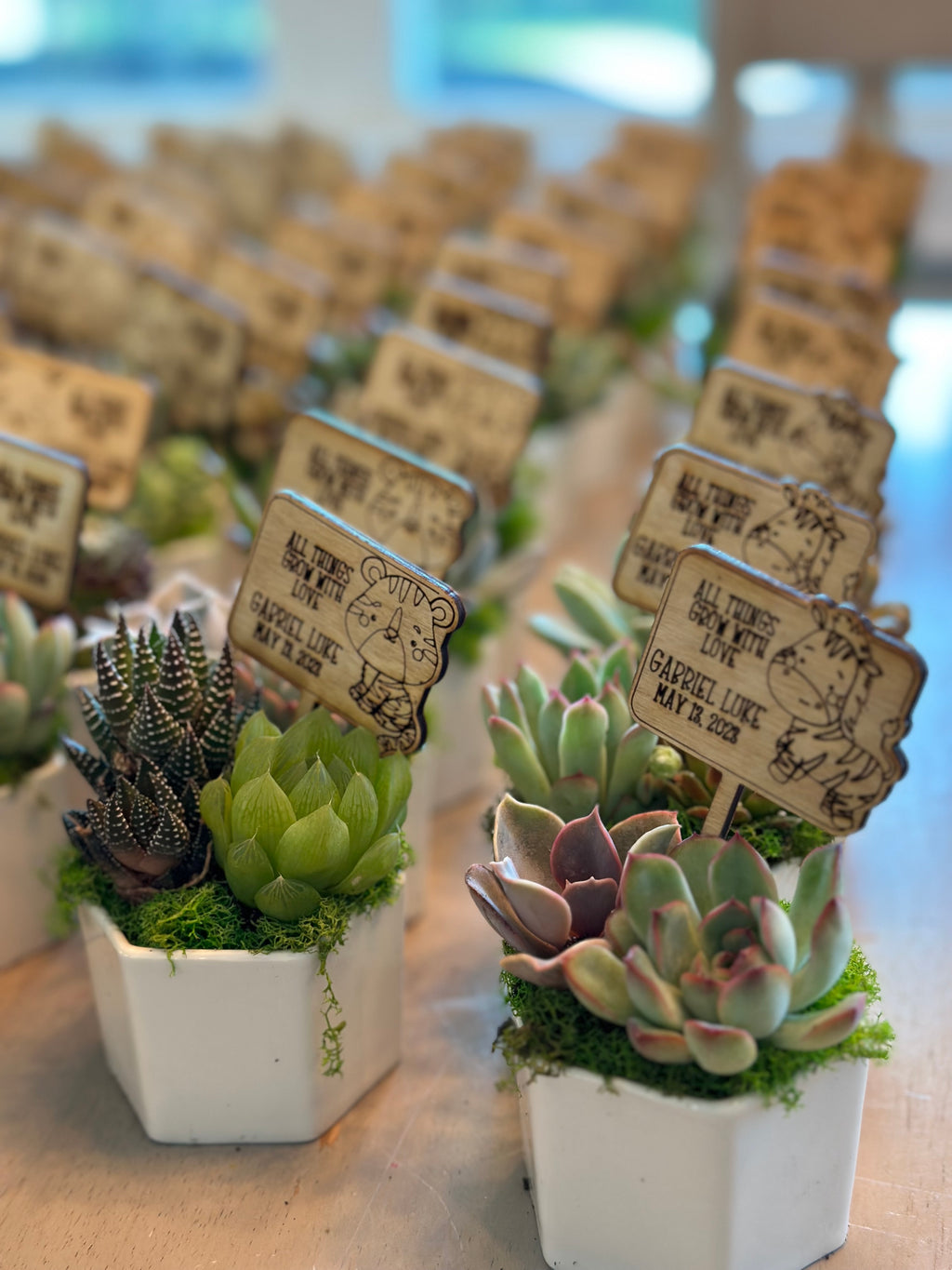 succulent plant wedding giveaways Baby Shower Favors