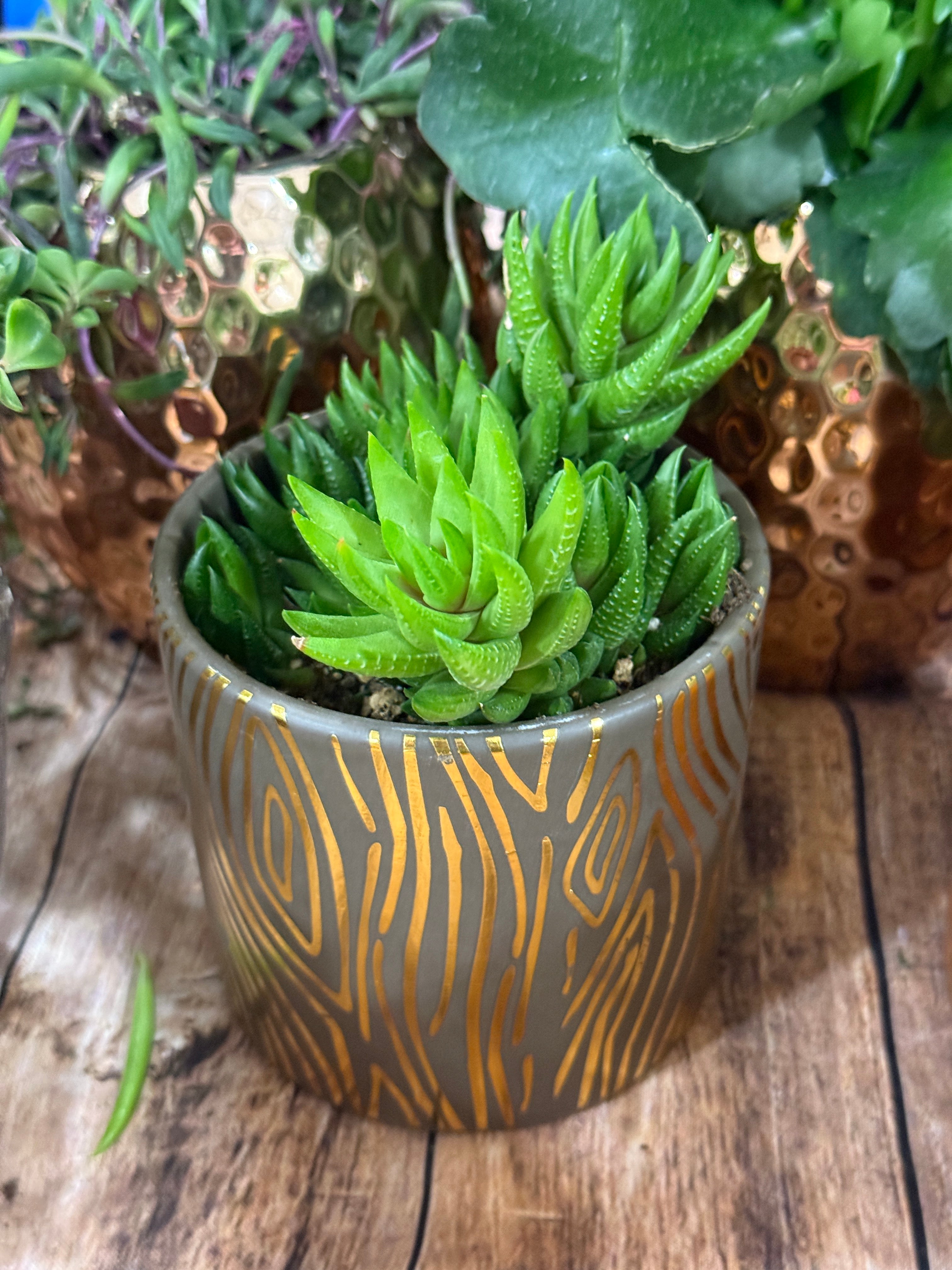 narrow succulent planter 4” Boho Succulent Planter Assorted Variety – mysucculentshop