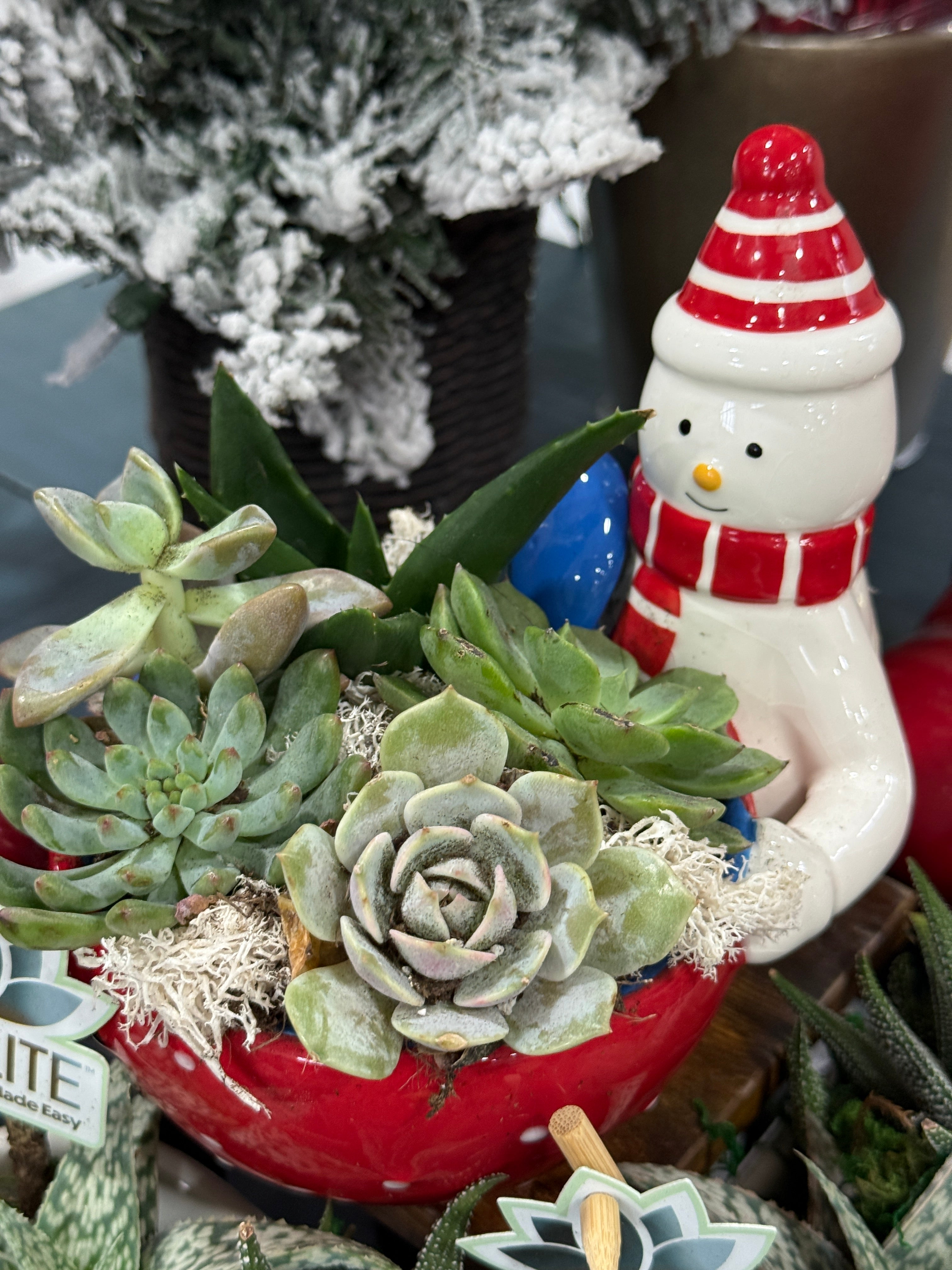 Snowman Succulent Arrangement