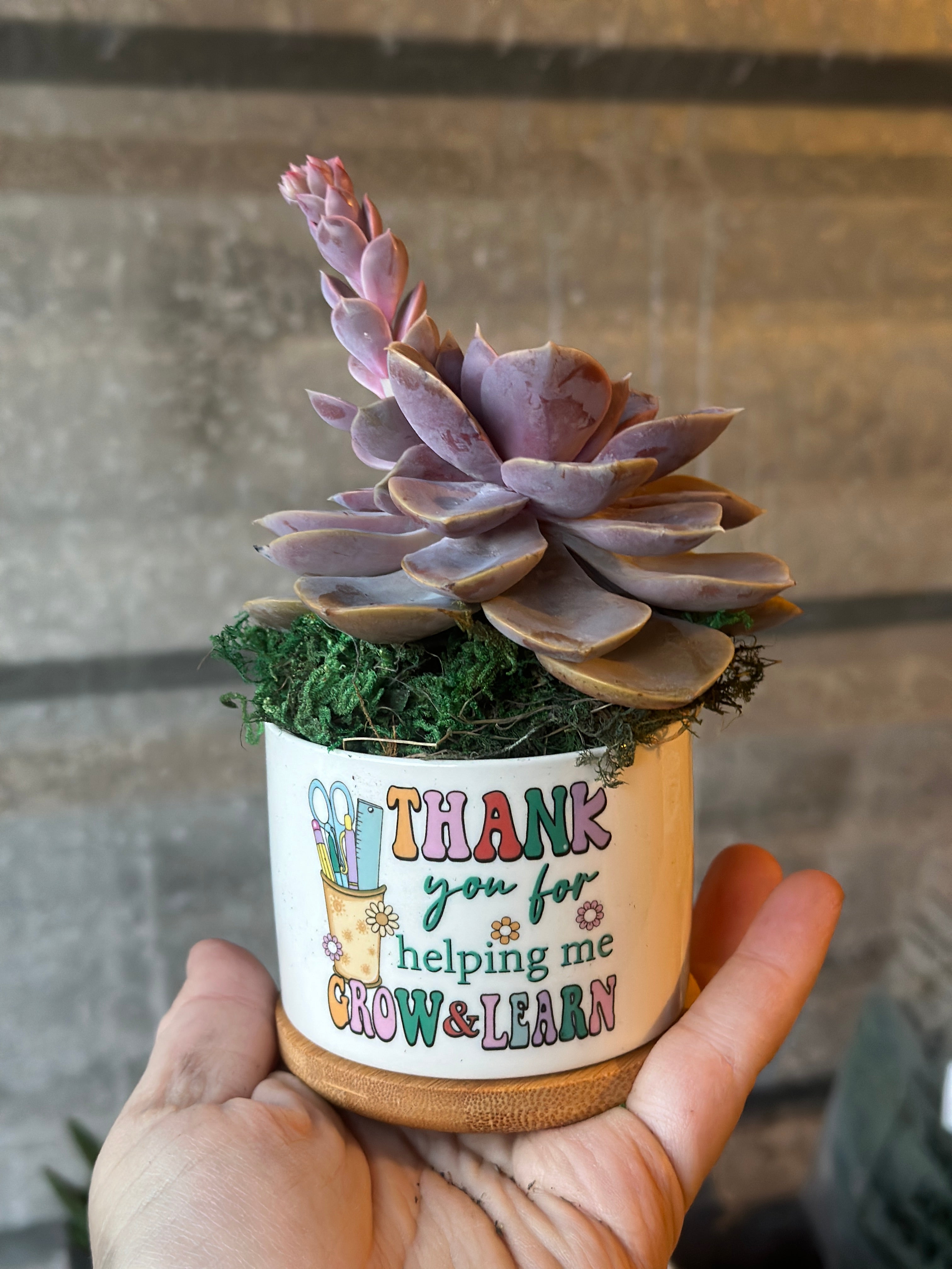 Teacher Gift 4” Succulent