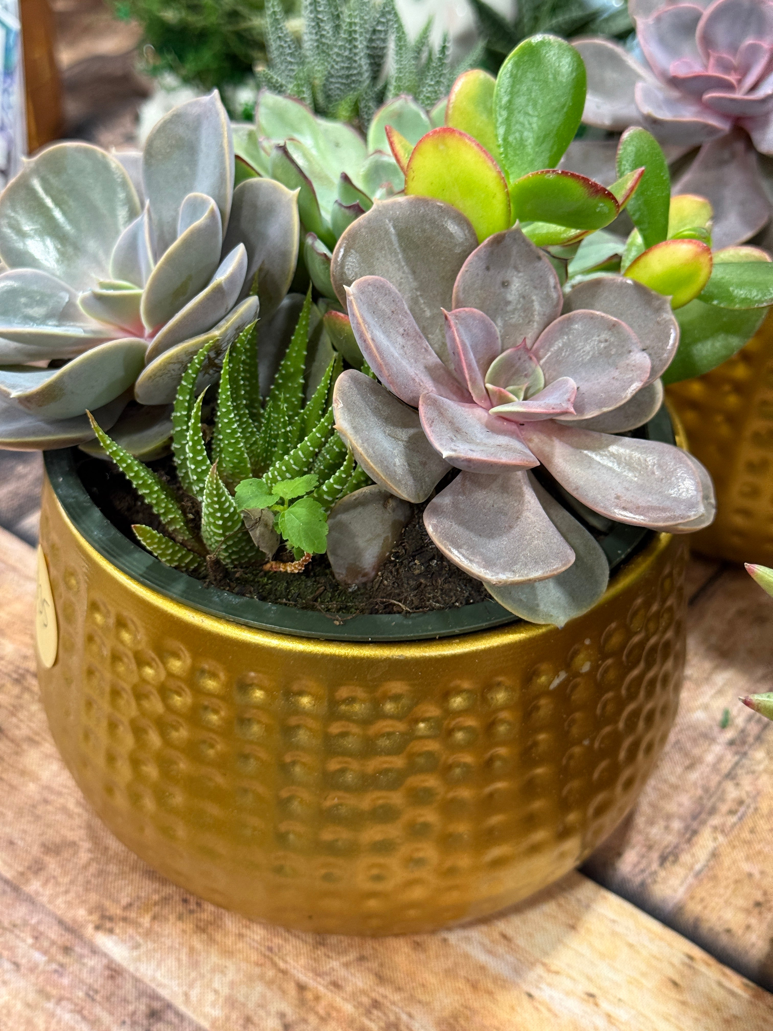 succulent plant dish Gold 6” Succulent Garden Dish – mysucculentshop