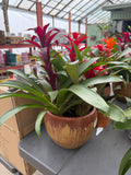 Mother’s Day Tropical Bloom Bowl – Triple Guzmania Bromeliad Planter