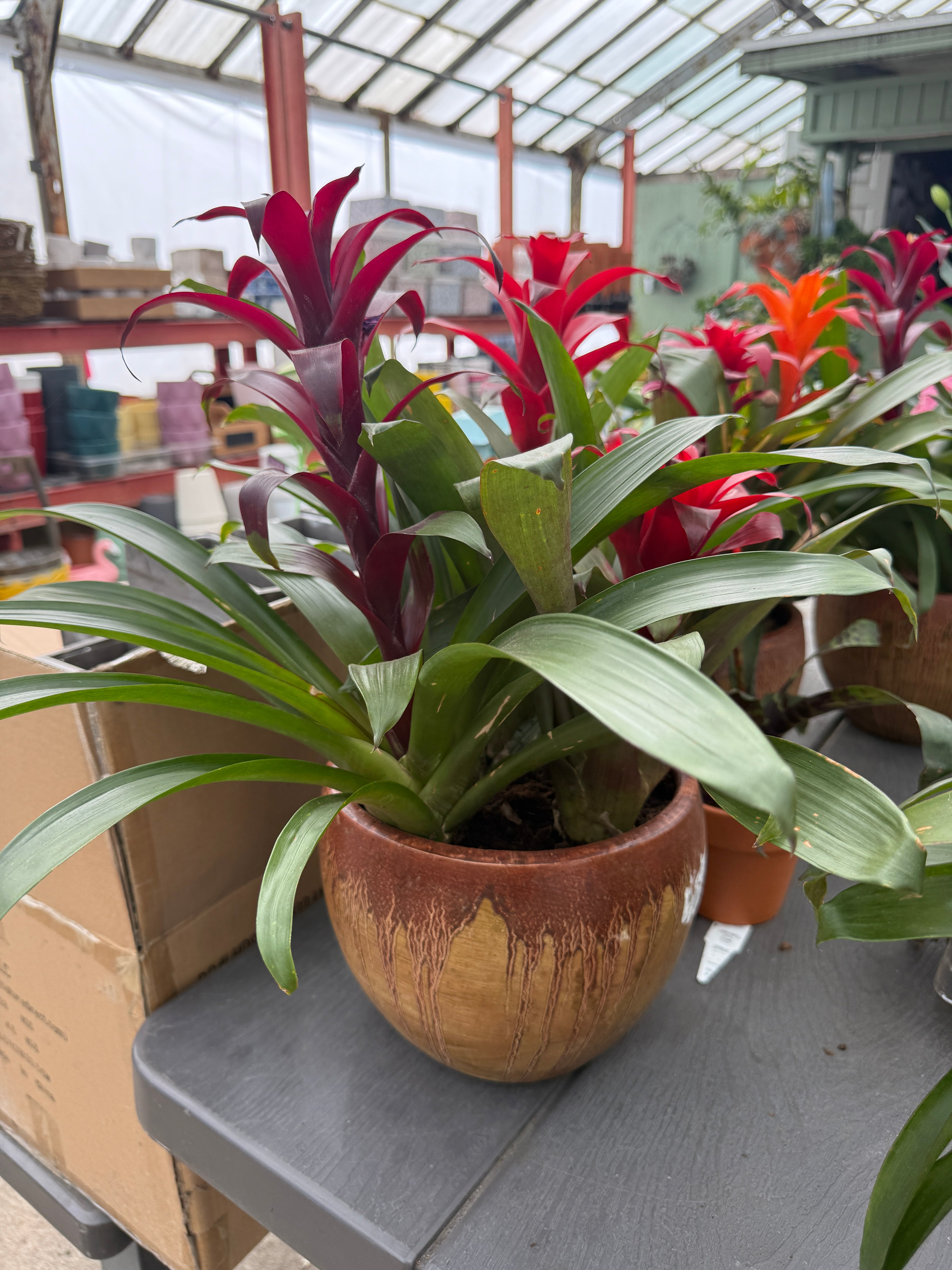 Mother’s Day Tropical Bloom Bowl – Triple Guzmania Bromeliad Planter
